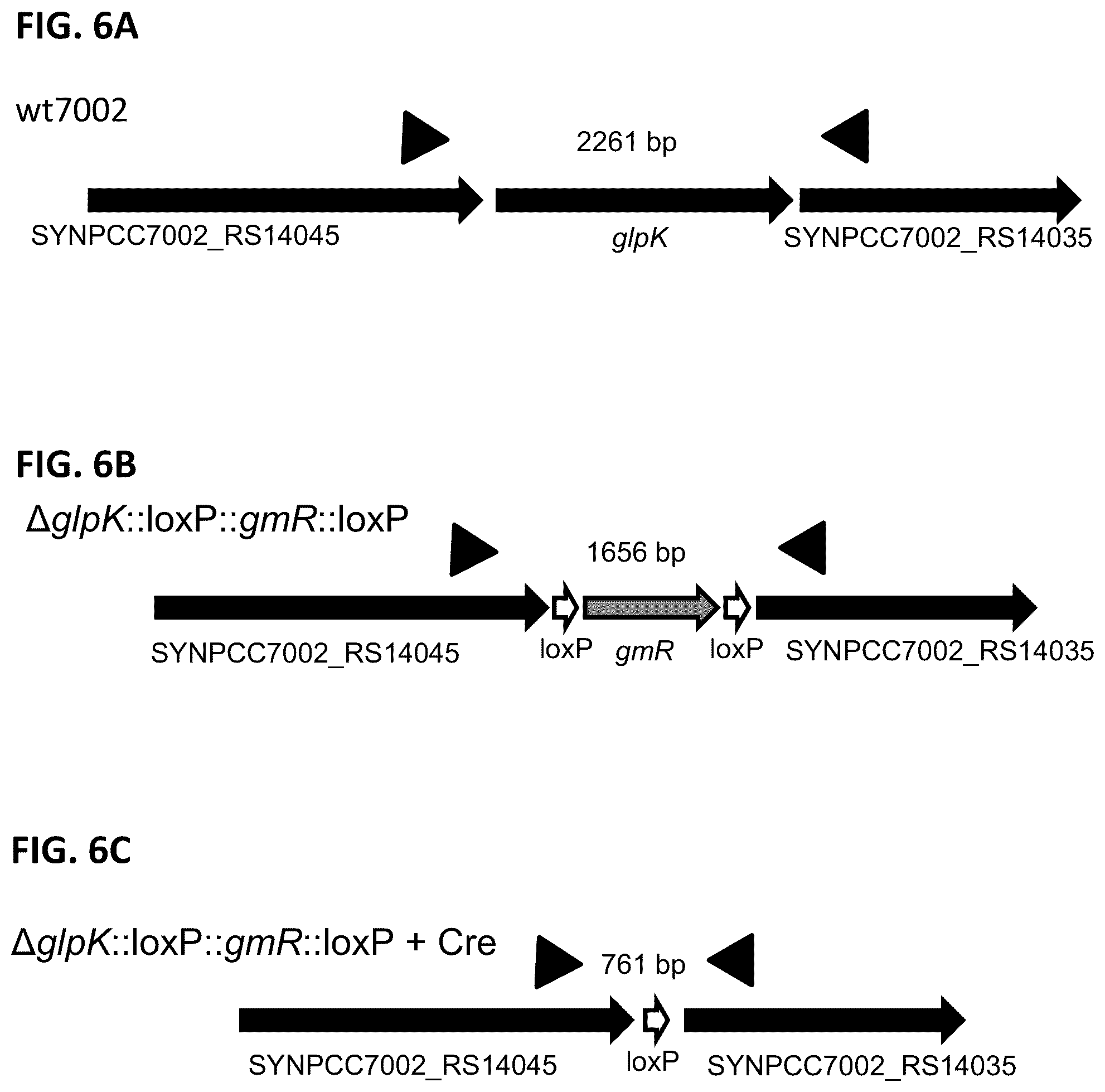 Patent US12351817 Figure 7 – Systems and methods for genetic engineering of a polyploid organism