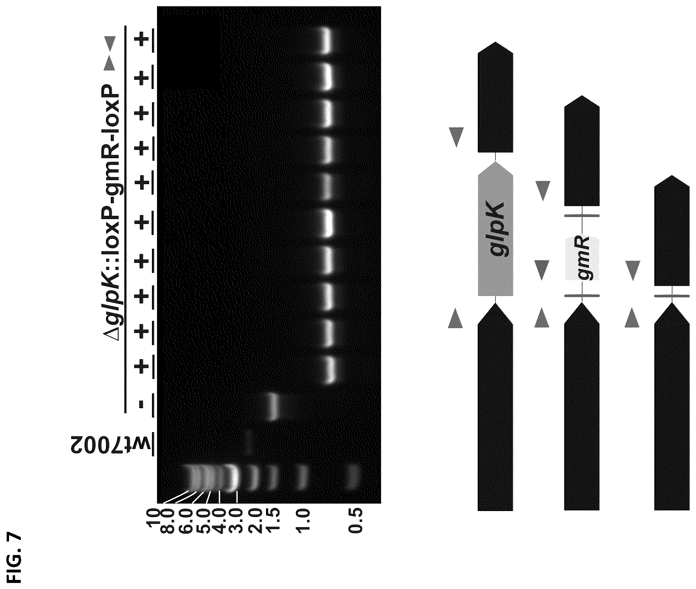 Patent US12351817 Figure 8 – Systems and methods for genetic engineering of a polyploid organism