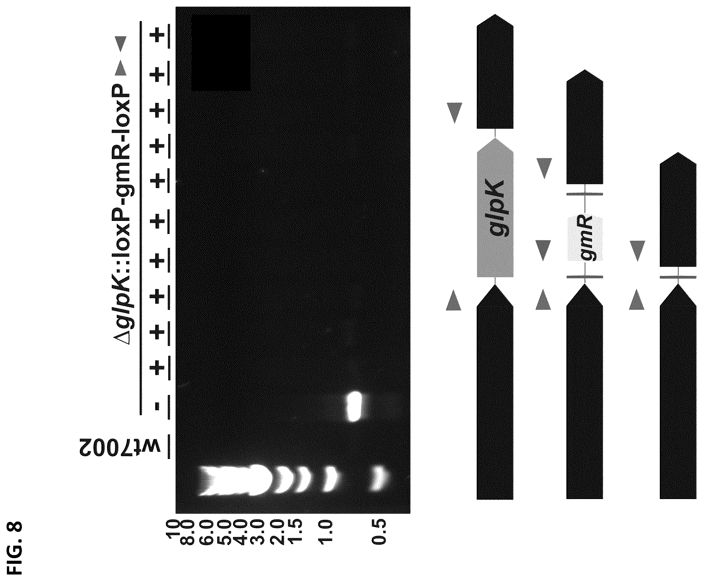 Patent US12351817 Figure 9 – Systems and methods for genetic engineering of a polyploid organism