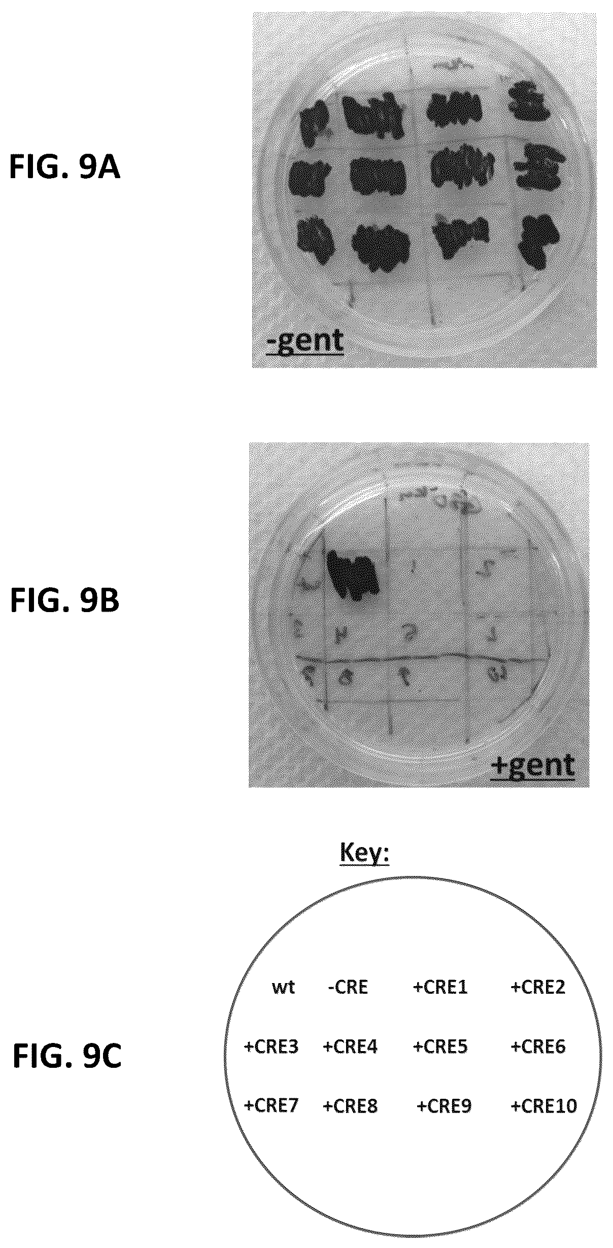 Patent US12351817 Figure 10 – Systems and methods for genetic engineering of a polyploid organism