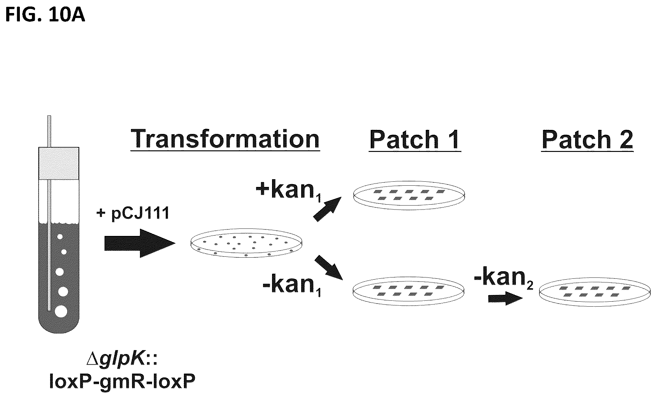 Patent US12351817 Figure 11 – Systems and methods for genetic engineering of a polyploid organism