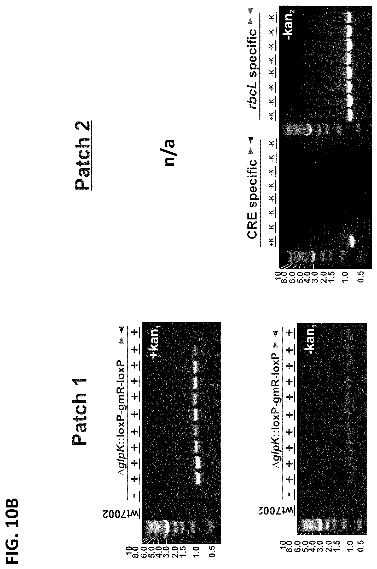 Patent US12351817 Figure 12 – Systems and methods for genetic engineering of a polyploid organism