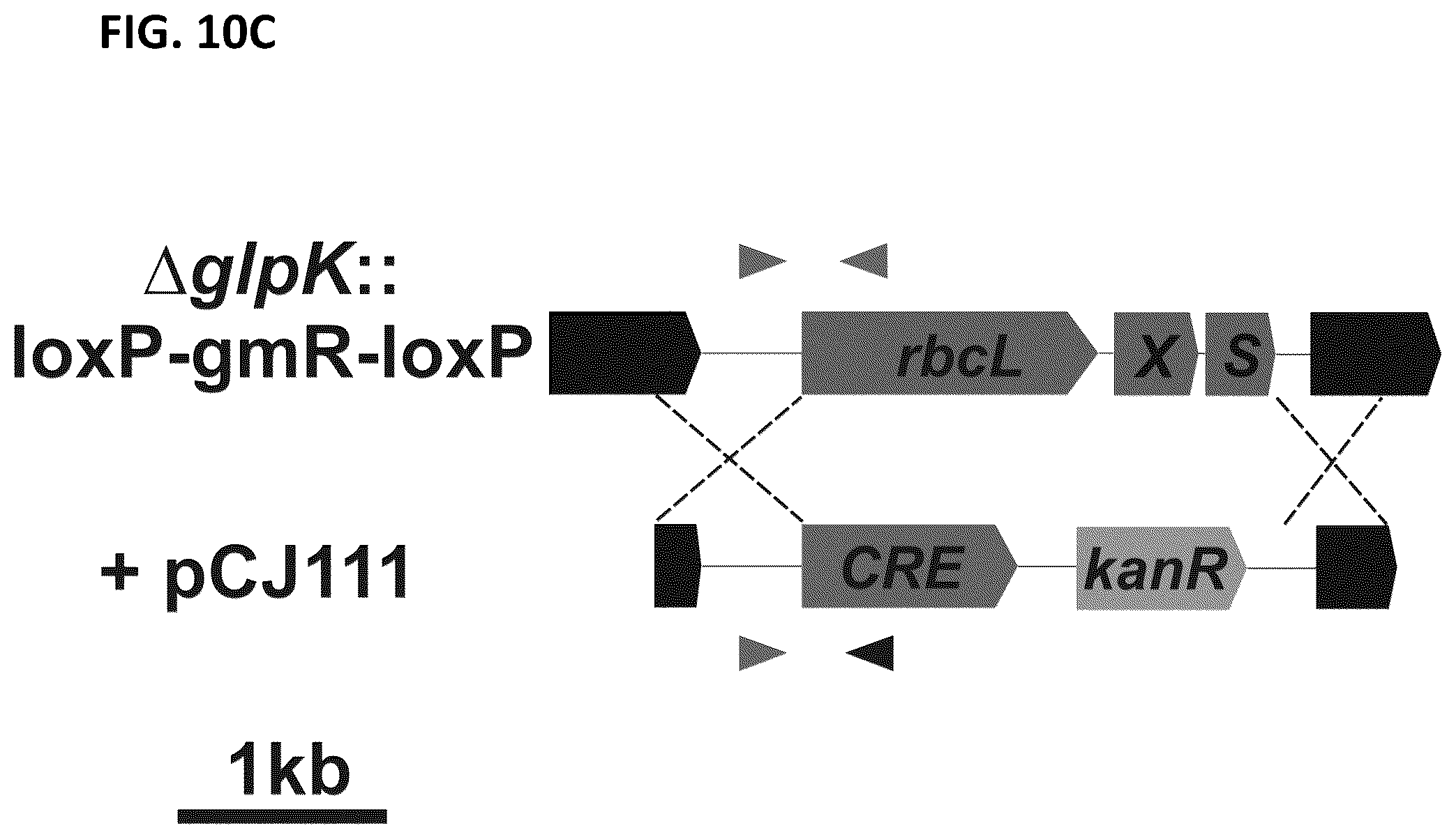 Patent US12351817 Figure 13 – Systems and methods for genetic engineering of a polyploid organism