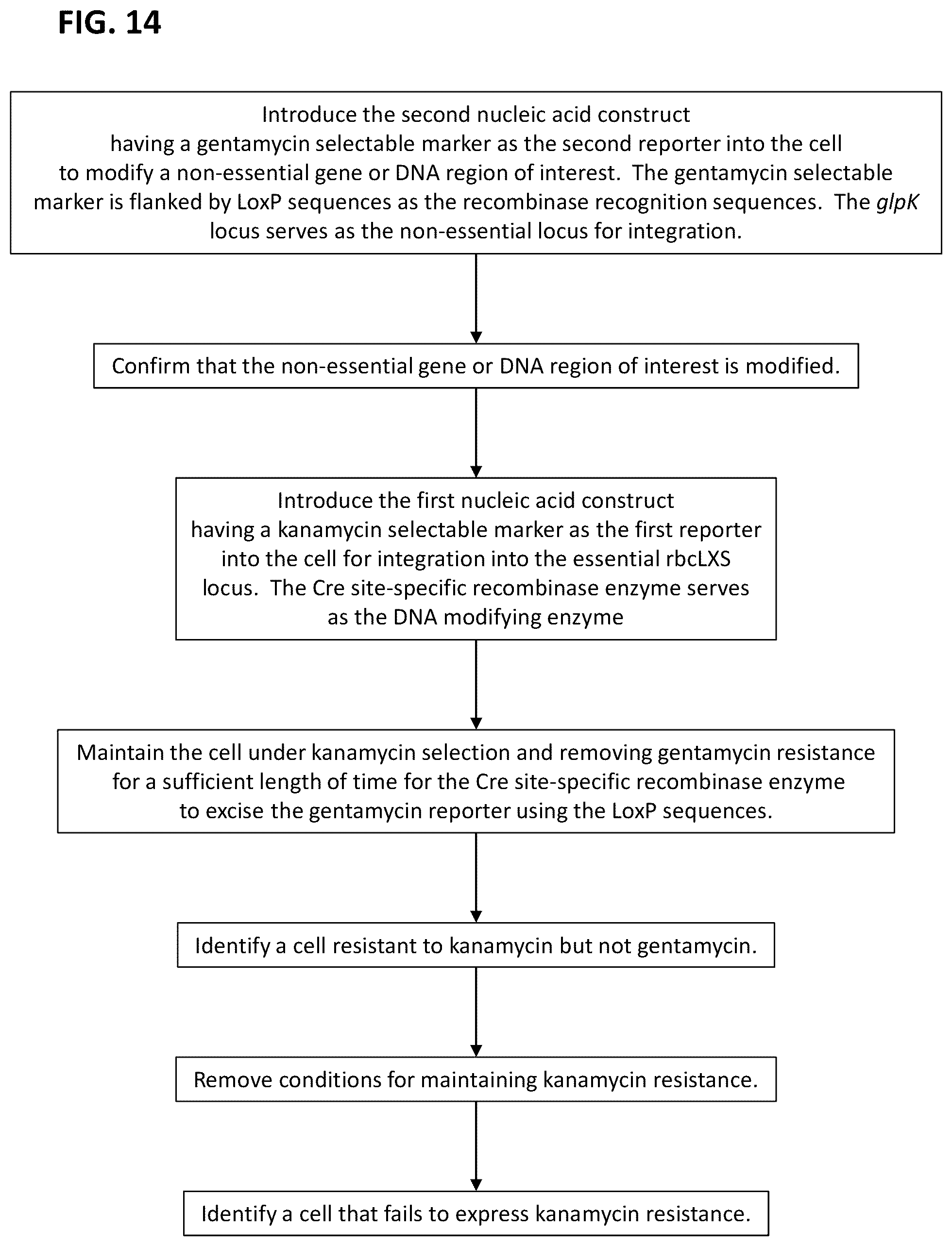 Patent US12351817 Figure 17 – Systems and methods for genetic engineering of a polyploid organism