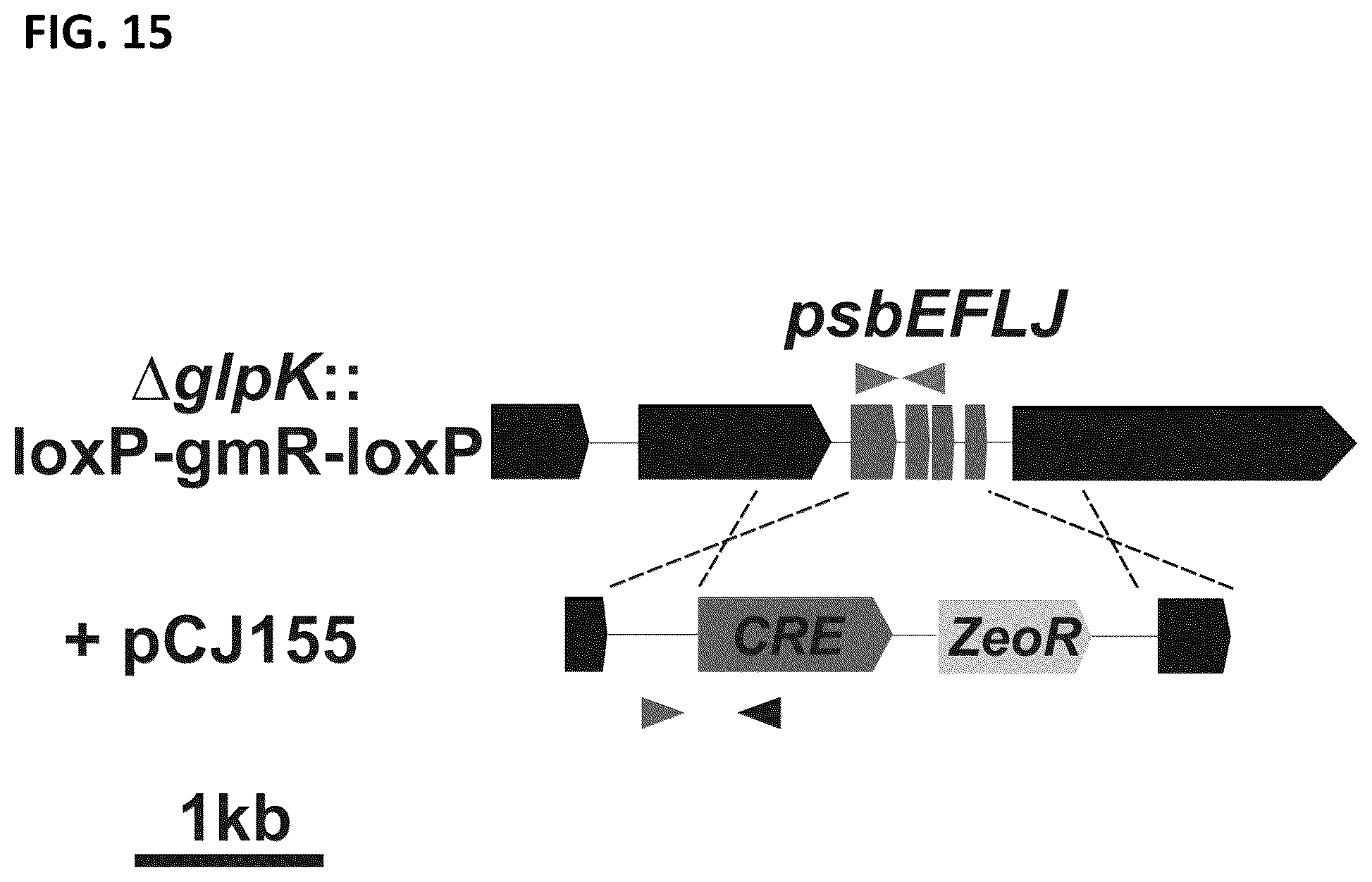 Patent US12351817 Figure 18 – Systems and methods for genetic engineering of a polyploid organism