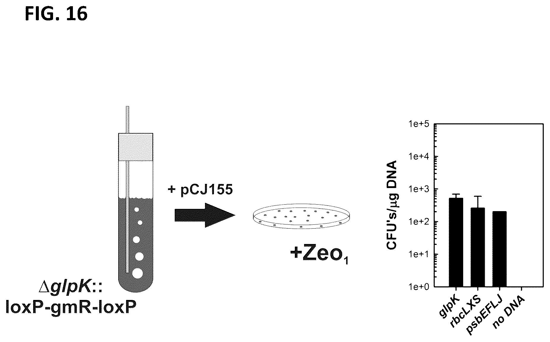 Patent US12351817 Figure 19 – Systems and methods for genetic engineering of a polyploid organism