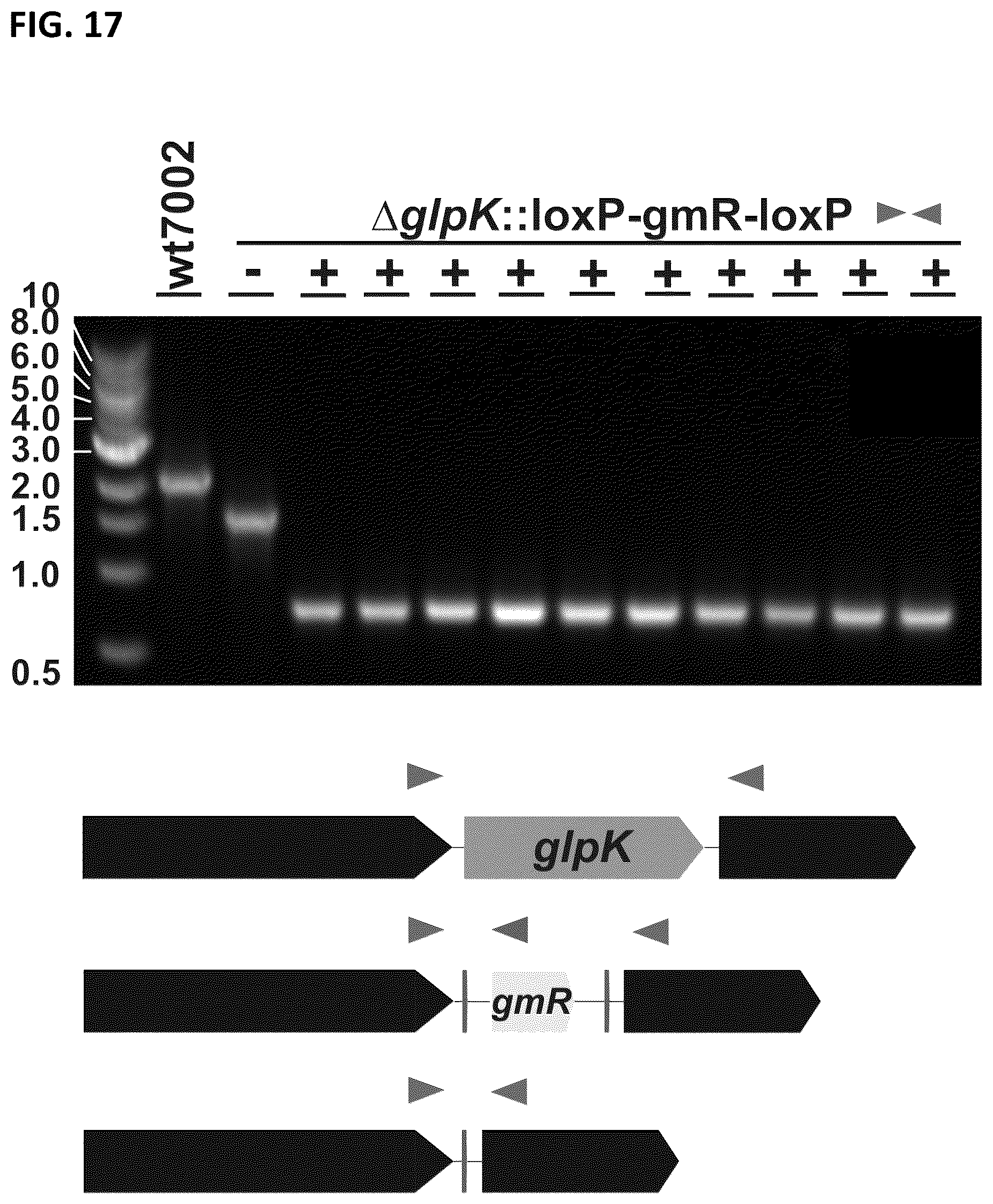 Patent US12351817 Figure 20 – Systems and methods for genetic engineering of a polyploid organism