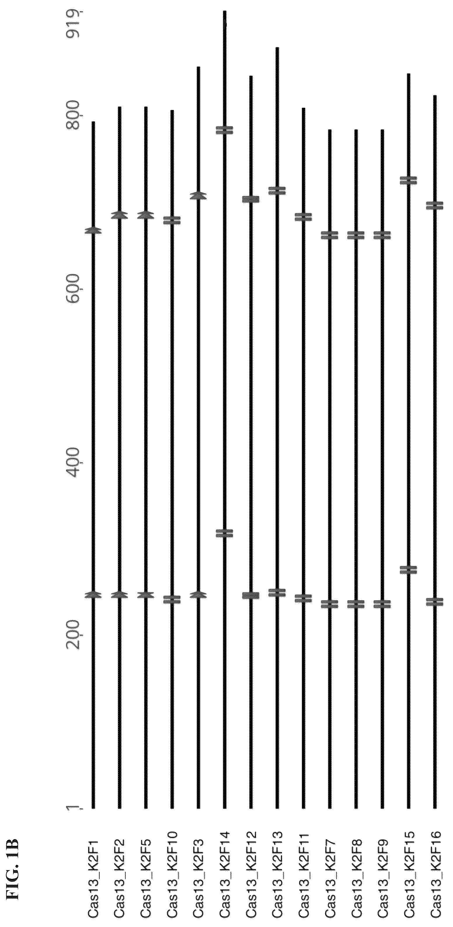 Patent US12351818 Figure 2 – Gene-modifying endonucleases