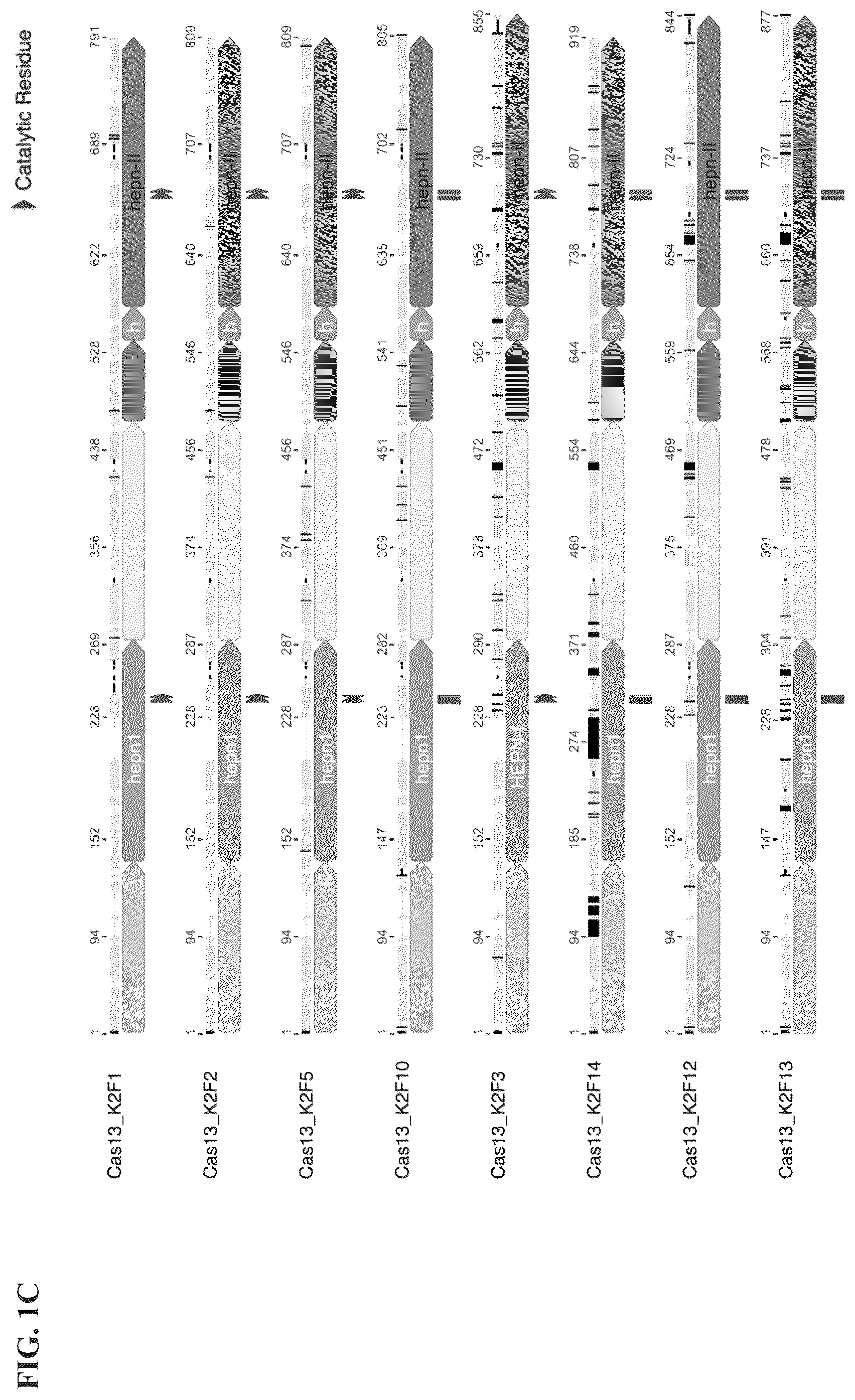 Patent US12351818 Figure 3 – Gene-modifying endonucleases