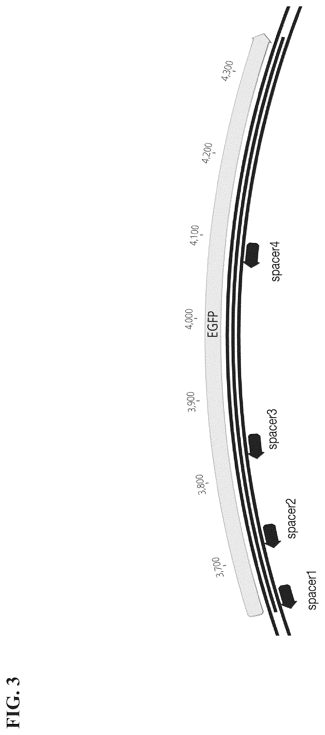 Patent US12351818 Figure 6 – Gene-modifying endonucleases