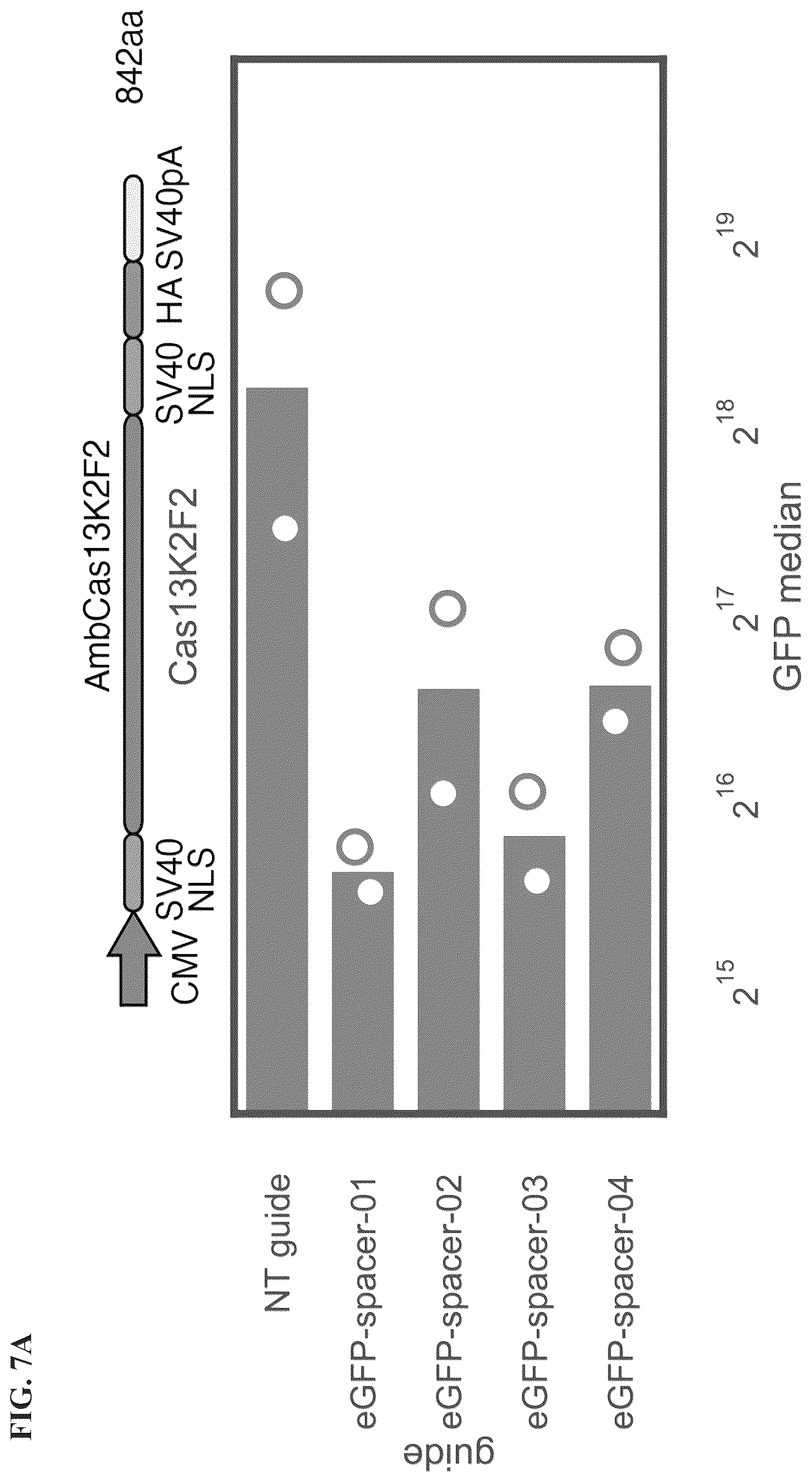 Patent US12351818 Figure 12 – Gene-modifying endonucleases