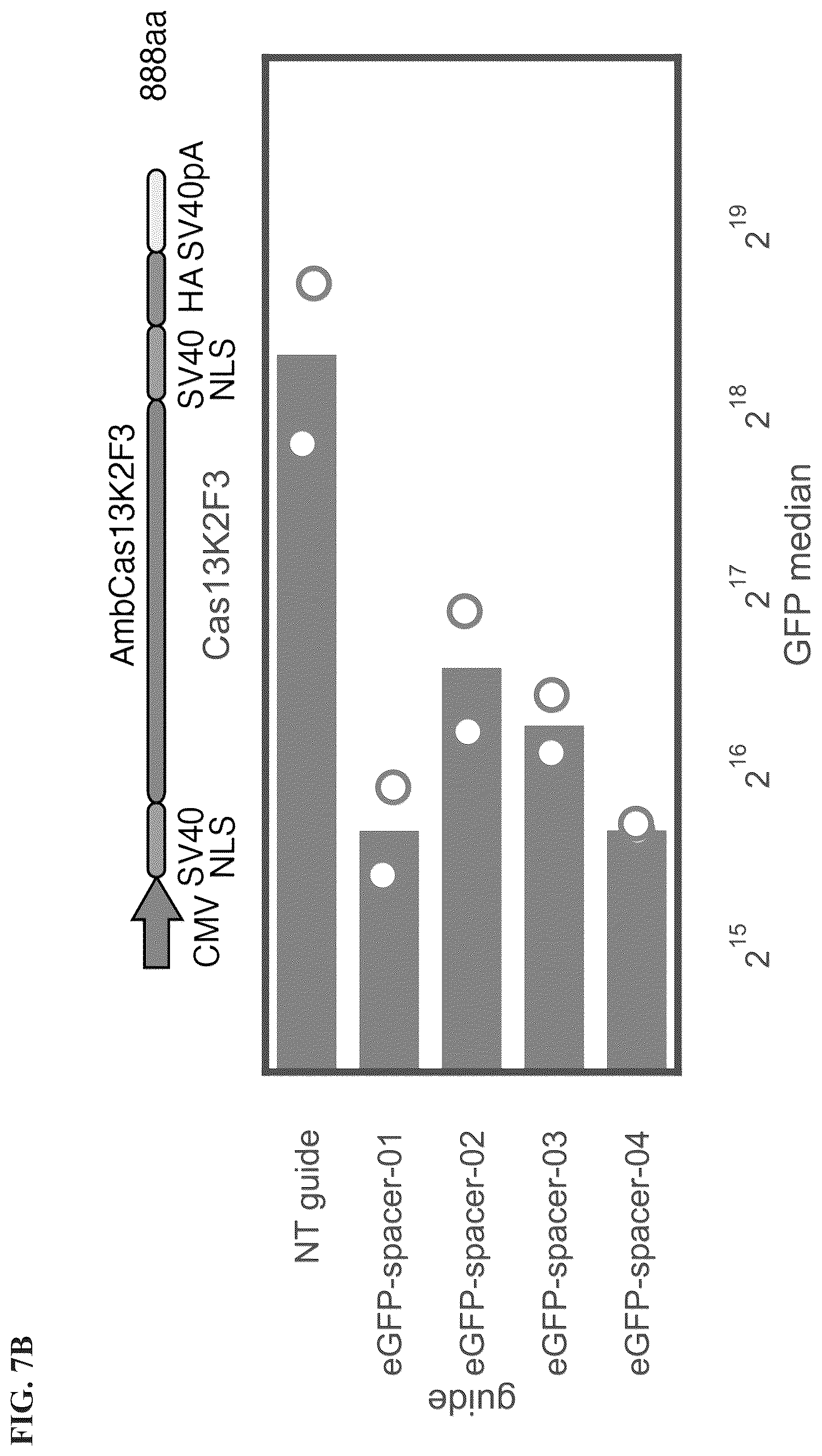 Patent US12351818 Figure 13 – Gene-modifying endonucleases