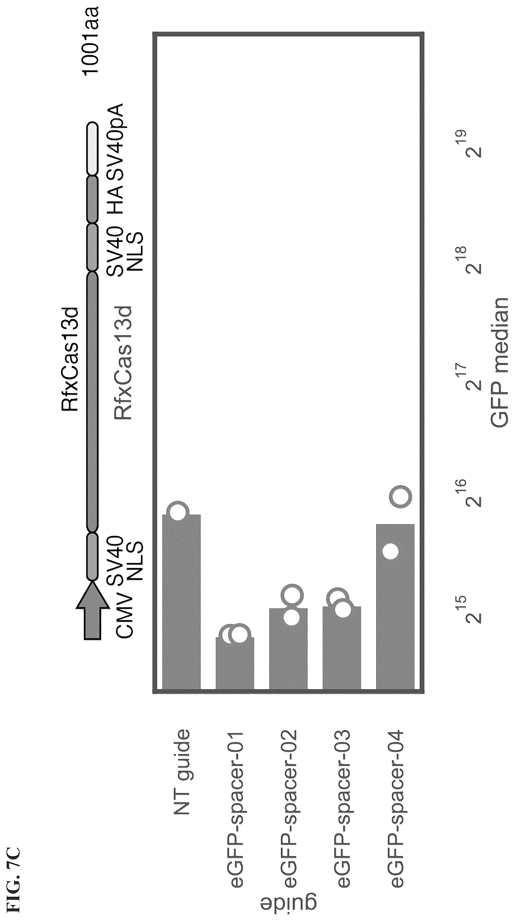 Patent US12351818 Figure 14 – Gene-modifying endonucleases