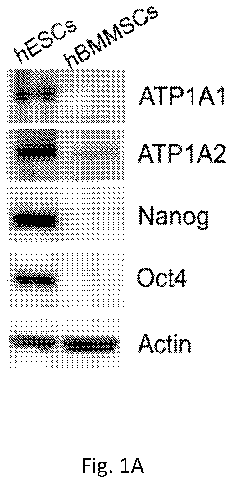 Patent US12351819 — Method for removing undifferentiated pluripotent stem cells — Figure 1