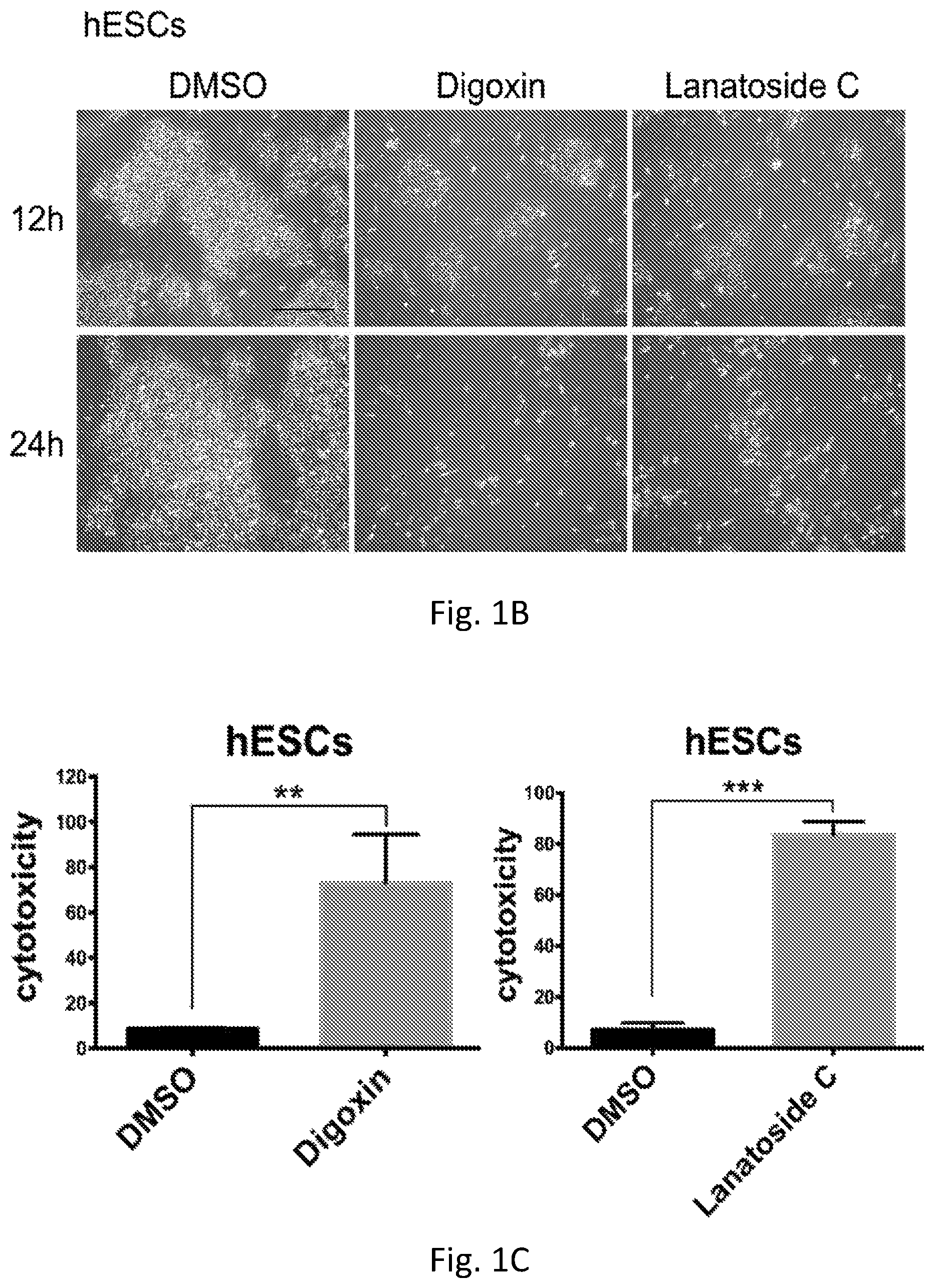 Patent US12351819 Figure 2 – Method for removing undifferentiated pluripotent stem cells