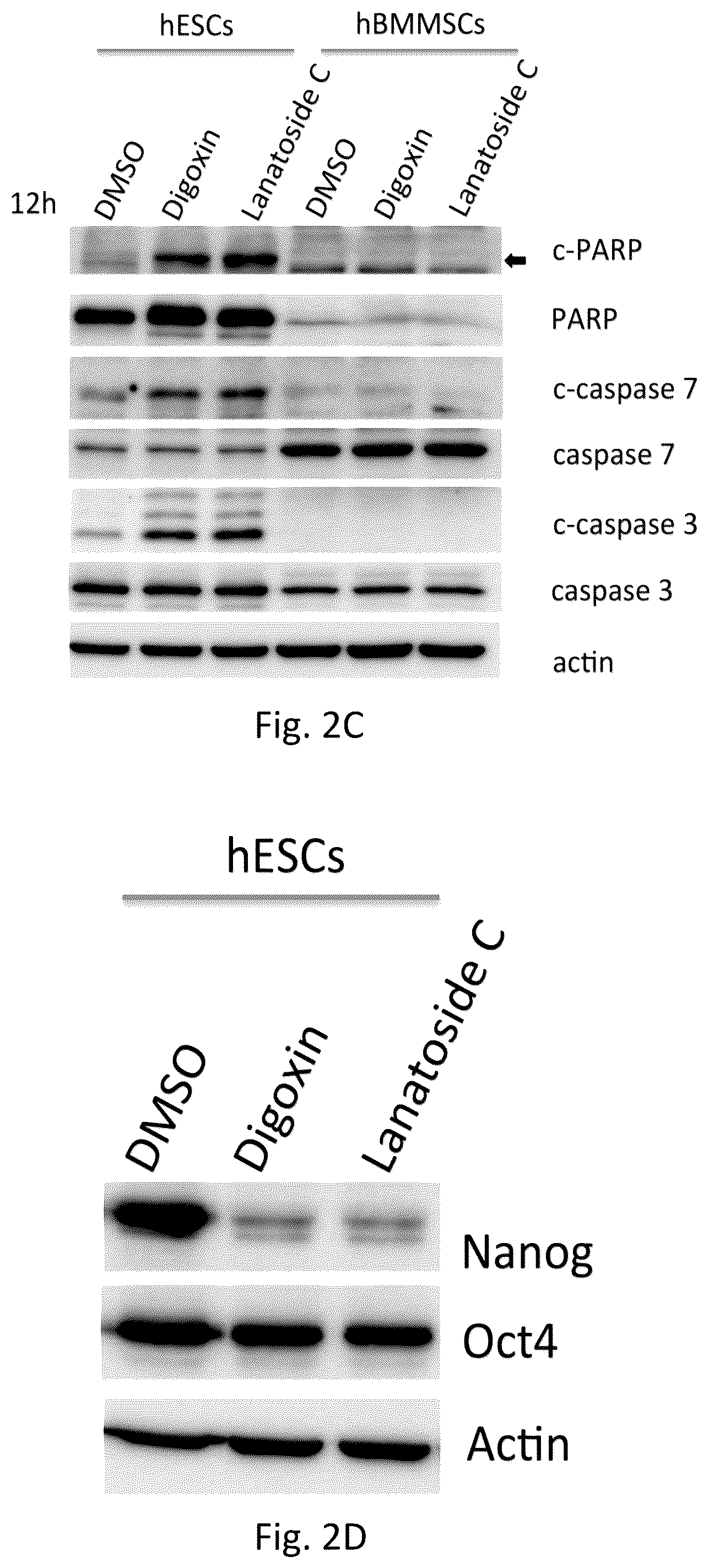 Patent US12351819 Figure 6 – Method for removing undifferentiated pluripotent stem cells