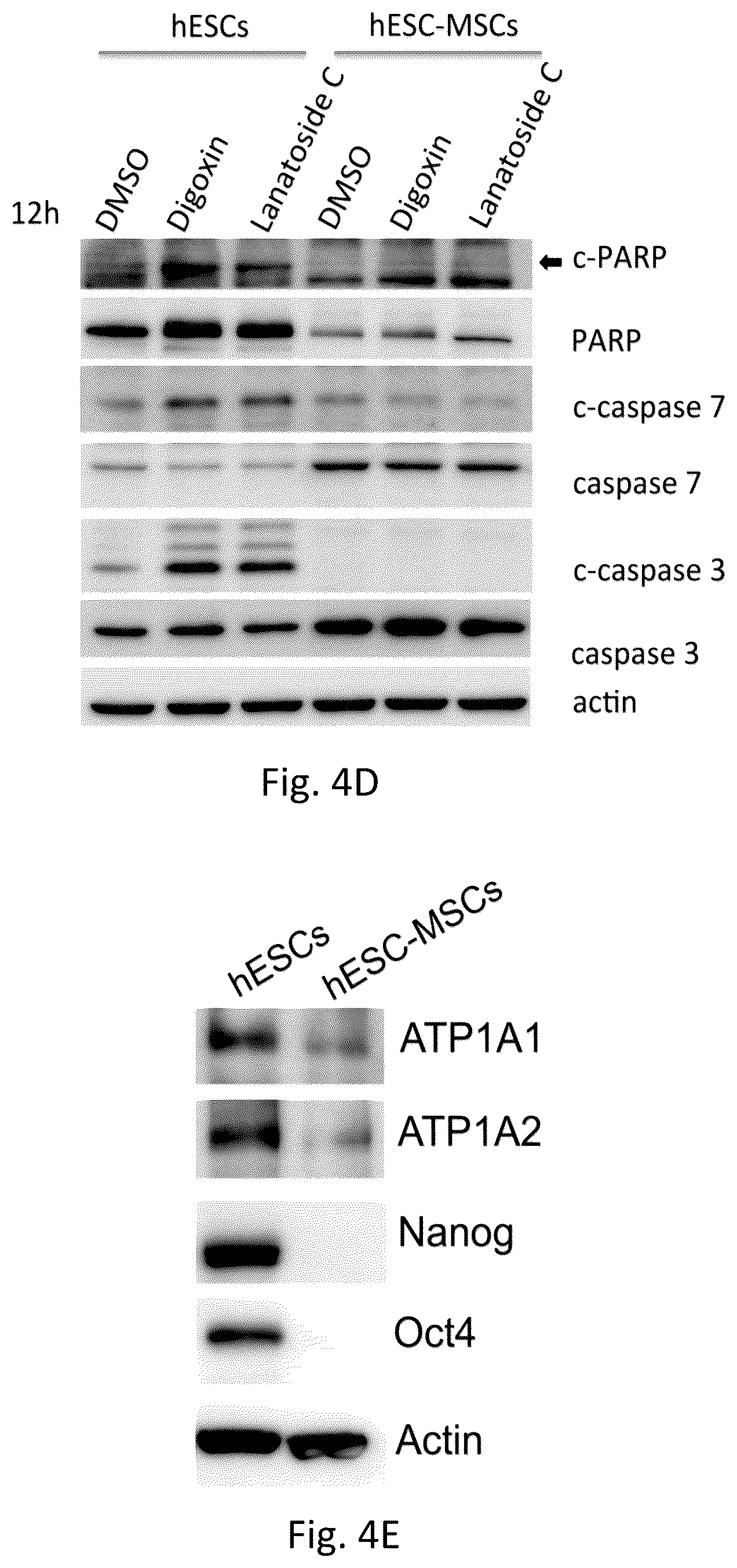 Patent US12351819 Figure 12 – Method for removing undifferentiated pluripotent stem cells