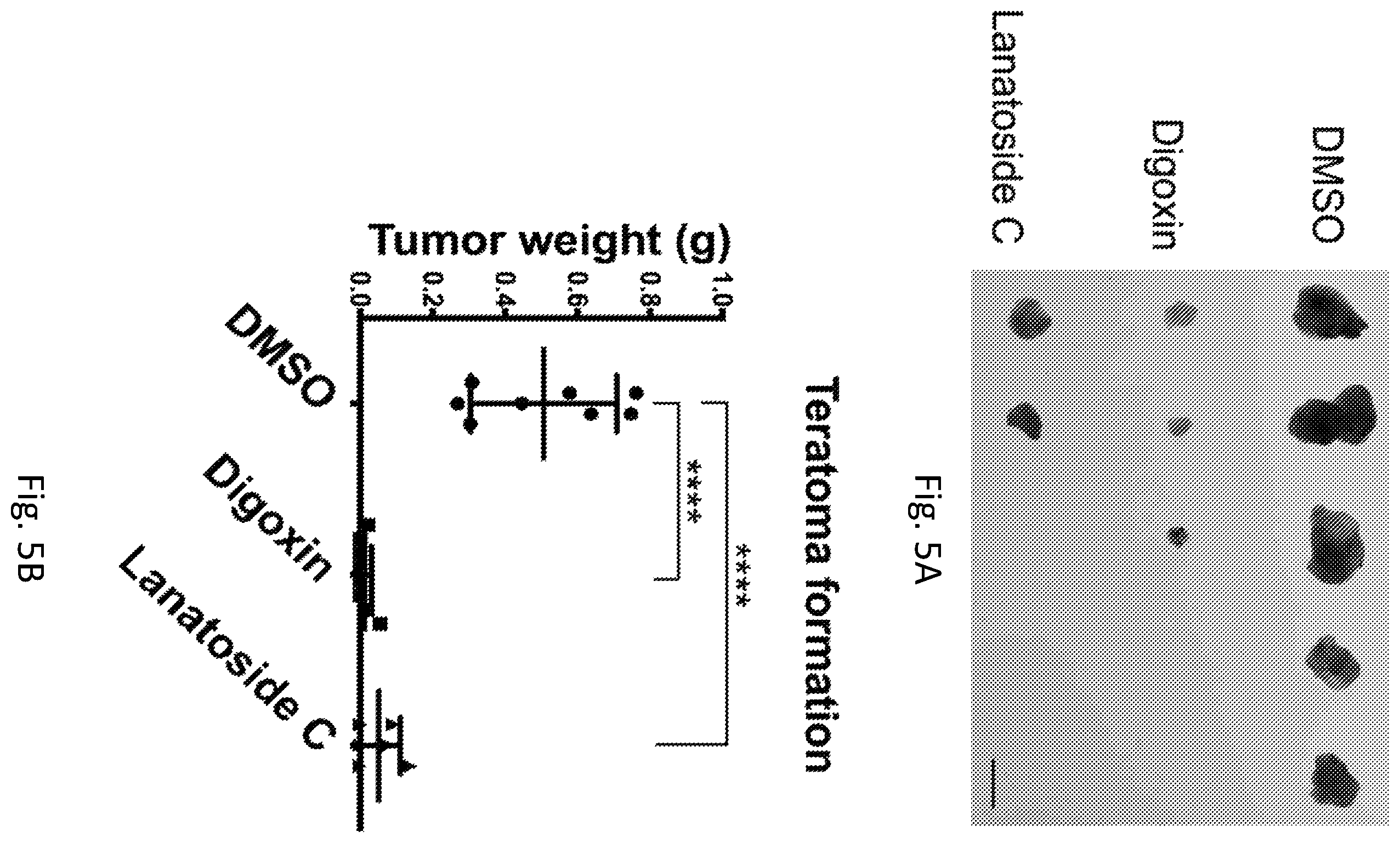 Patent US12351819 Figure 13 – Method for removing undifferentiated pluripotent stem cells