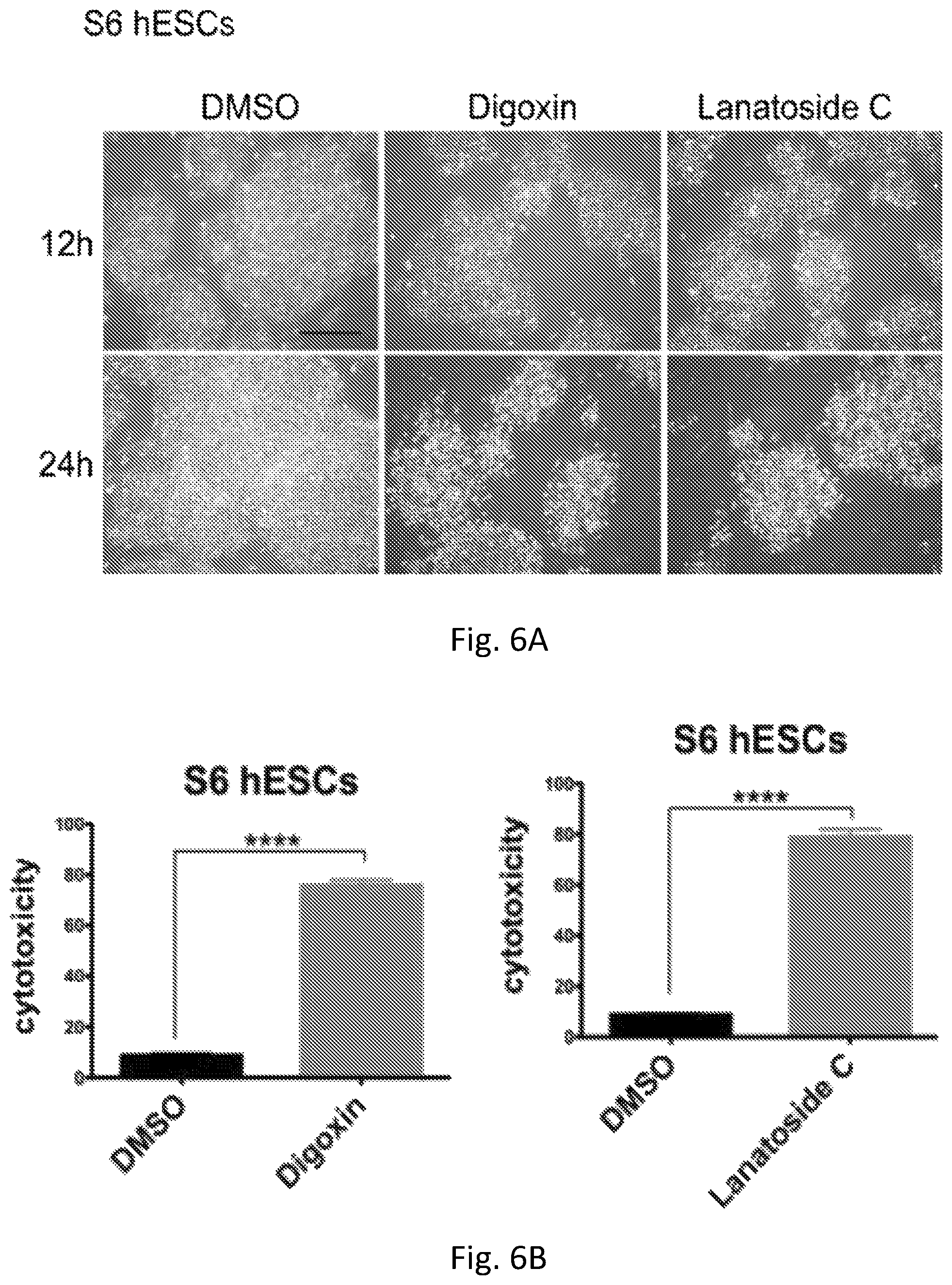 Patent US12351819 Figure 15 – Method for removing undifferentiated pluripotent stem cells