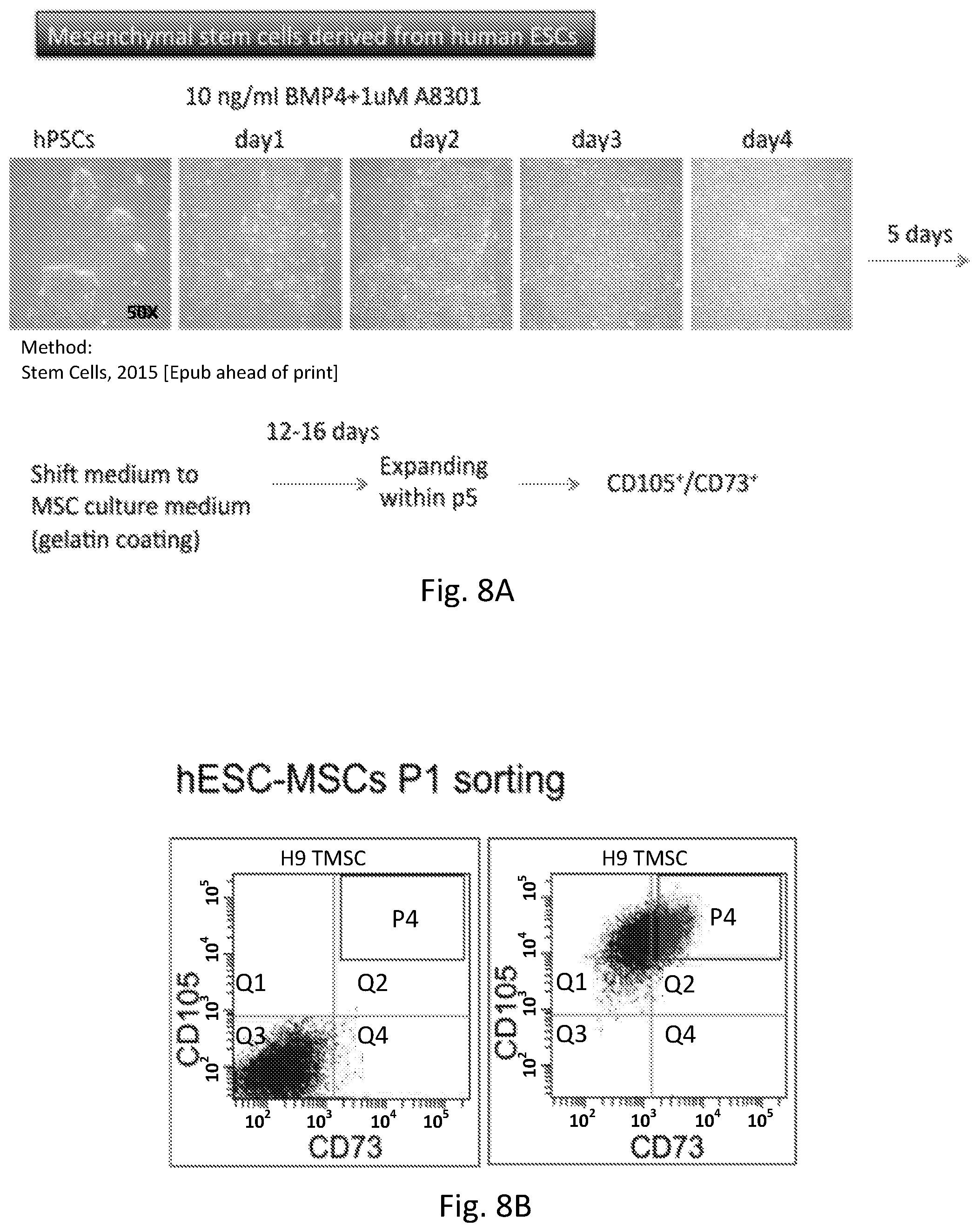 Patent US12351819 Figure 17 – Method for removing undifferentiated pluripotent stem cells