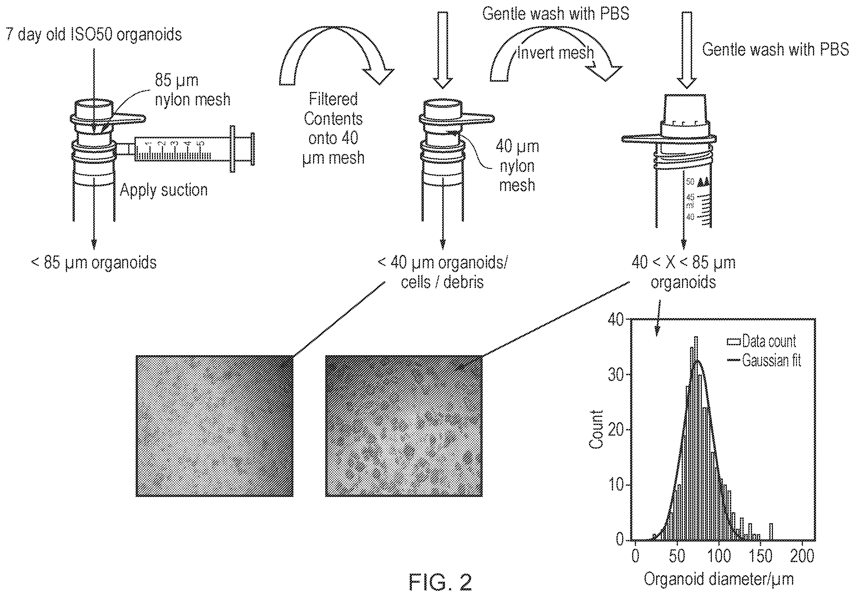 Patent US12351820 Figure 2 – Methods for culturing organoids