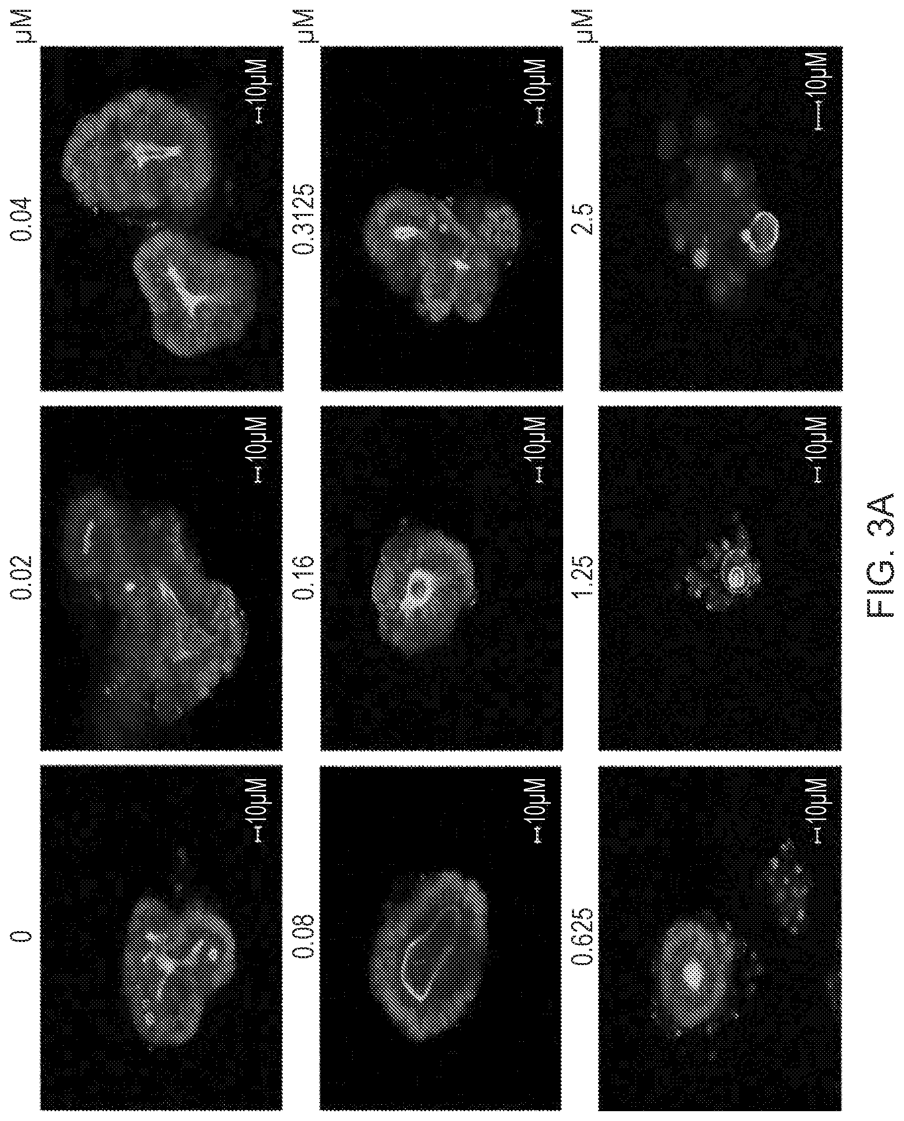 Patent US12351820 Figure 3 – Methods for culturing organoids