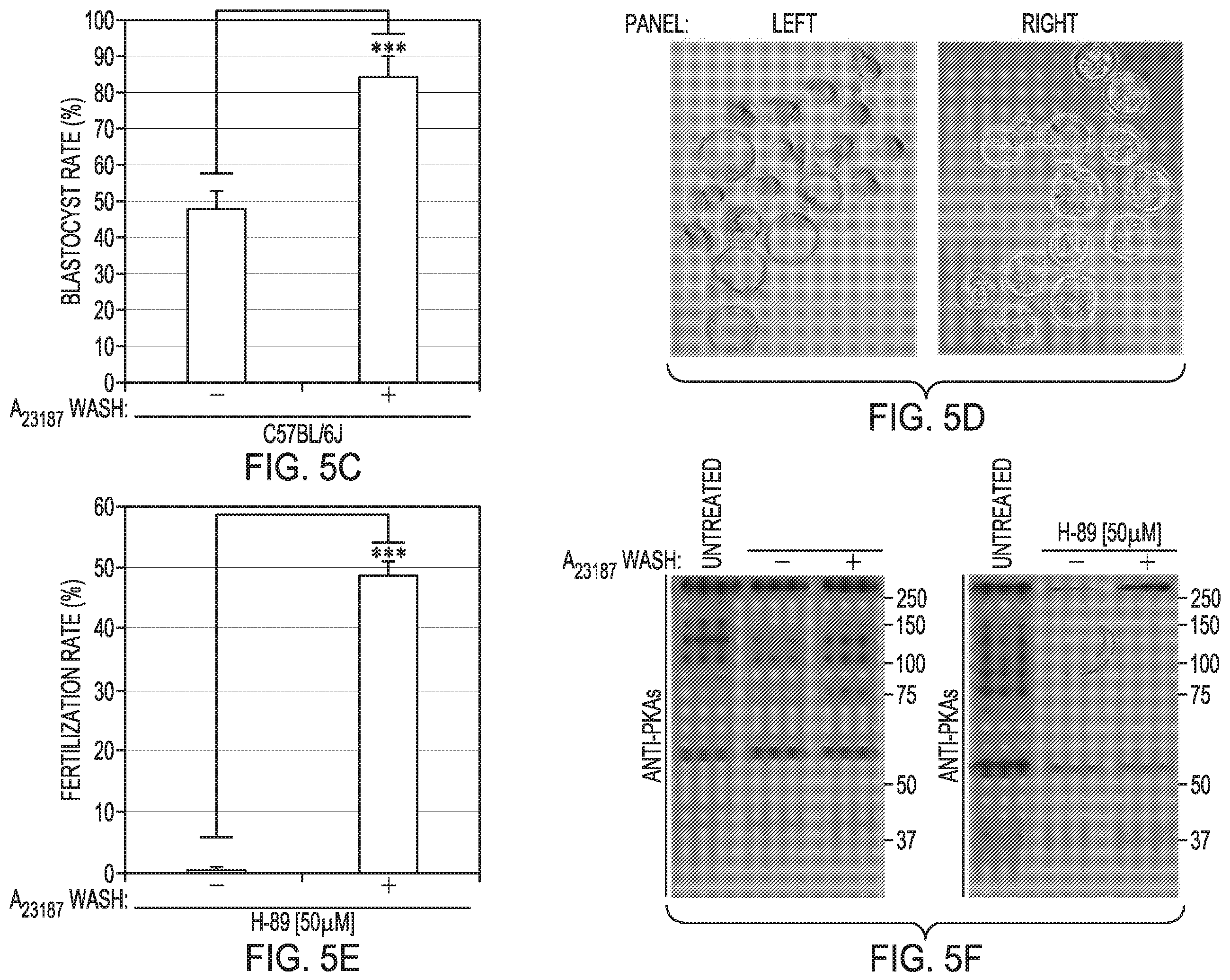 Patent US12351821 Figure 5 – Method to prepare sperm