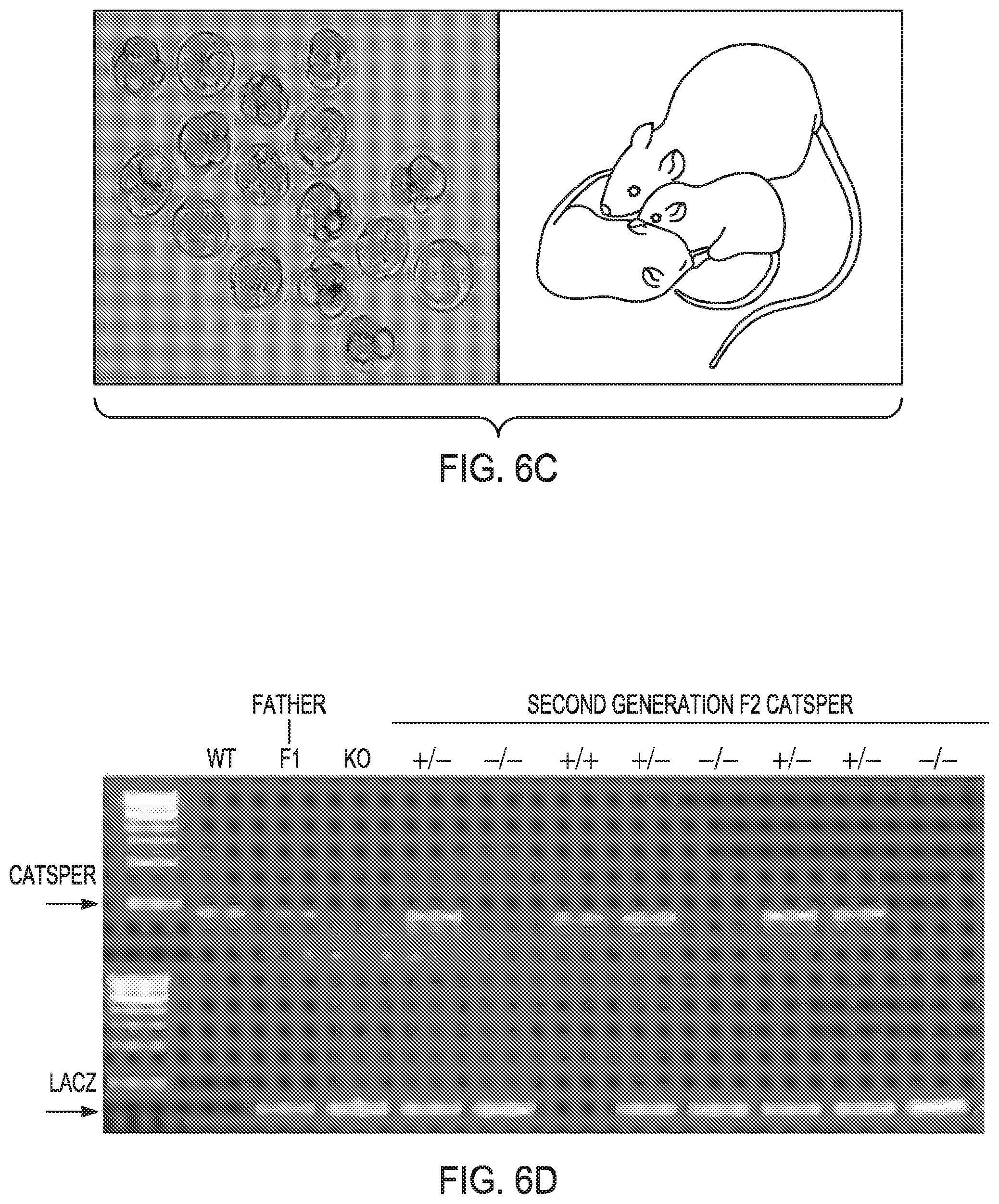 Patent US12351821 Figure 7 – Method to prepare sperm