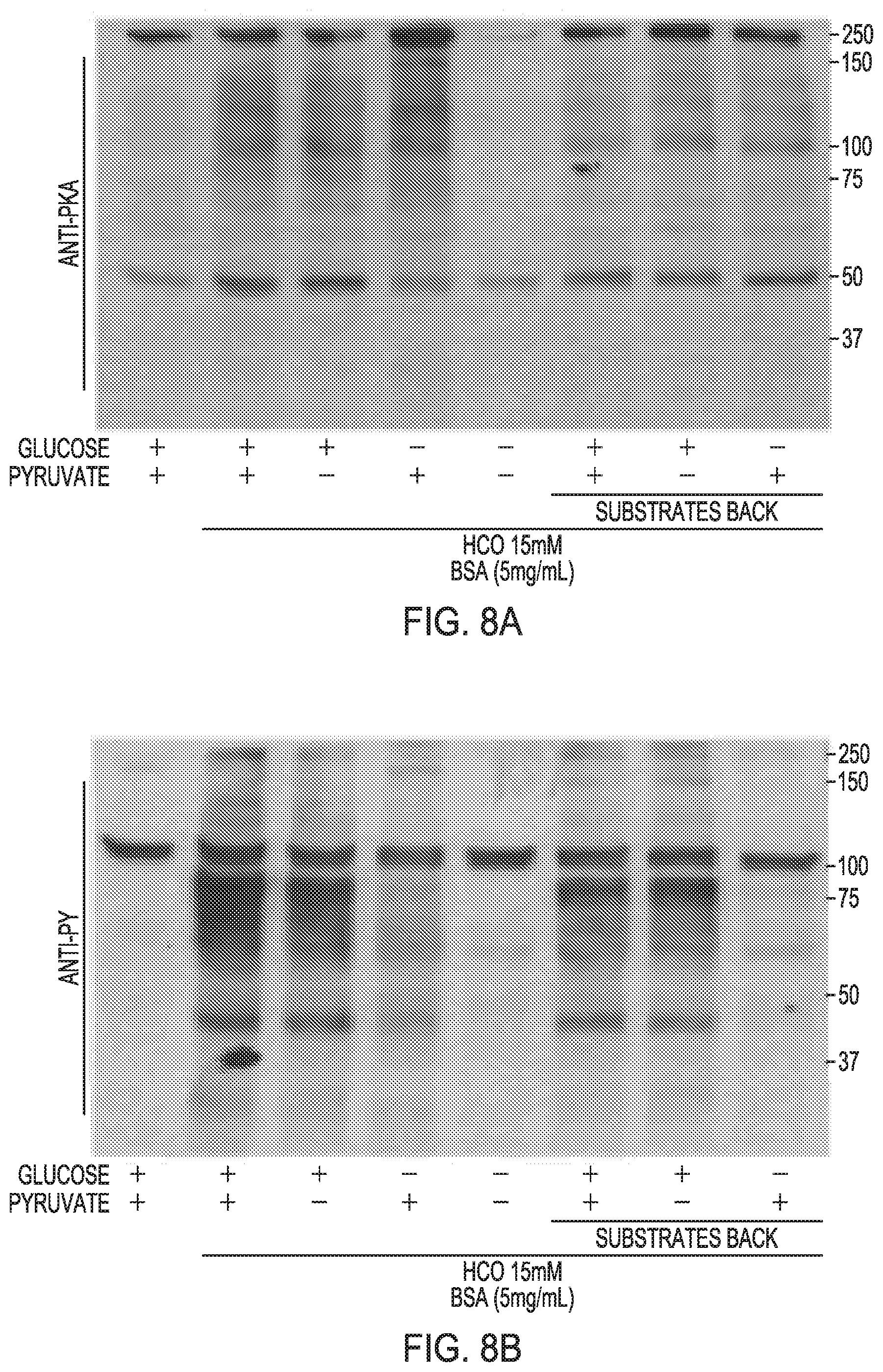 Patent US12351821 Figure 10 – Method to prepare sperm