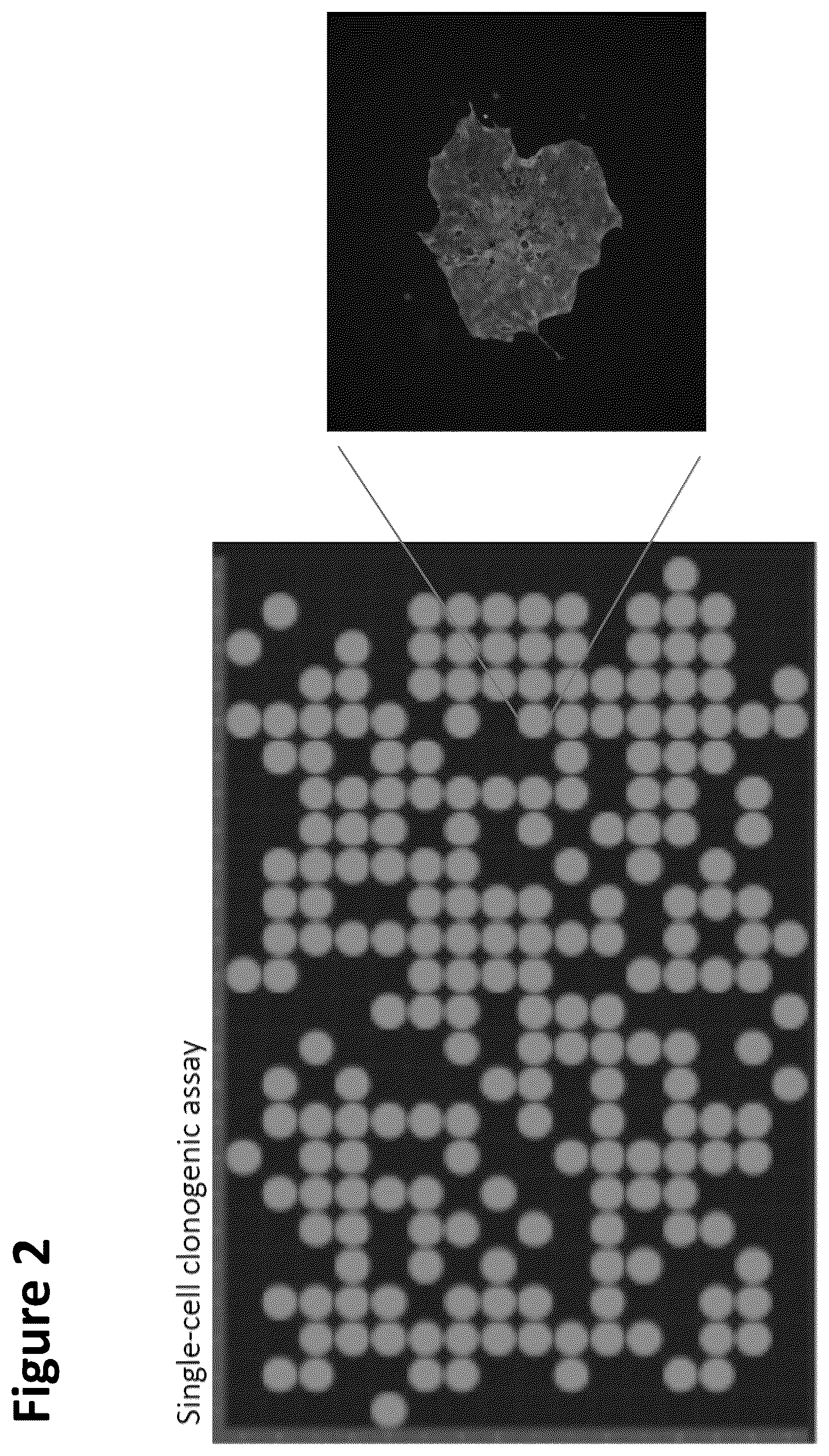 Patent US12351822 Figure 2 – Stem cell culture systems for columnar epithelial stem cells, and uses related thereto