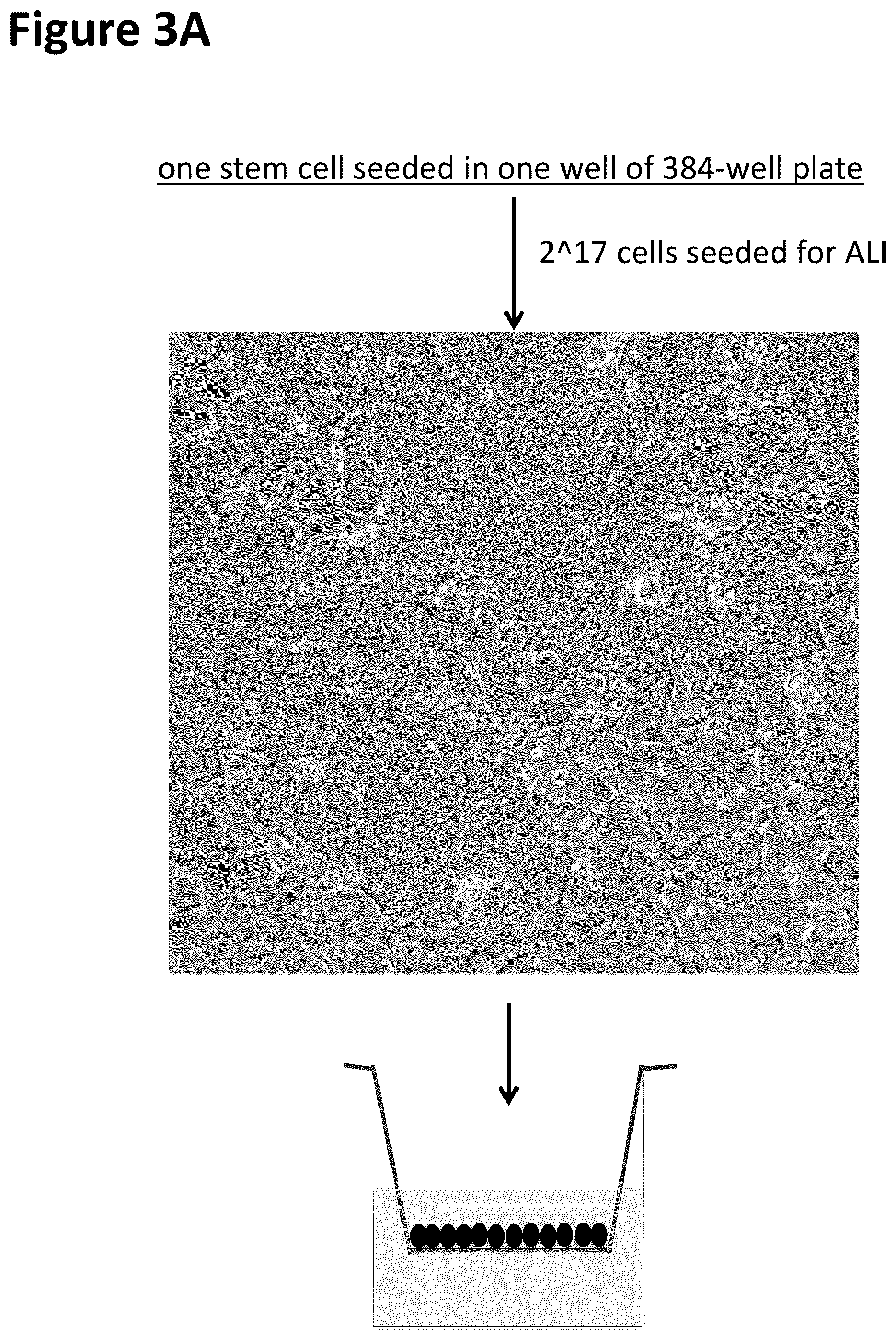 Patent US12351822 Figure 3 – Stem cell culture systems for columnar epithelial stem cells, and uses related thereto