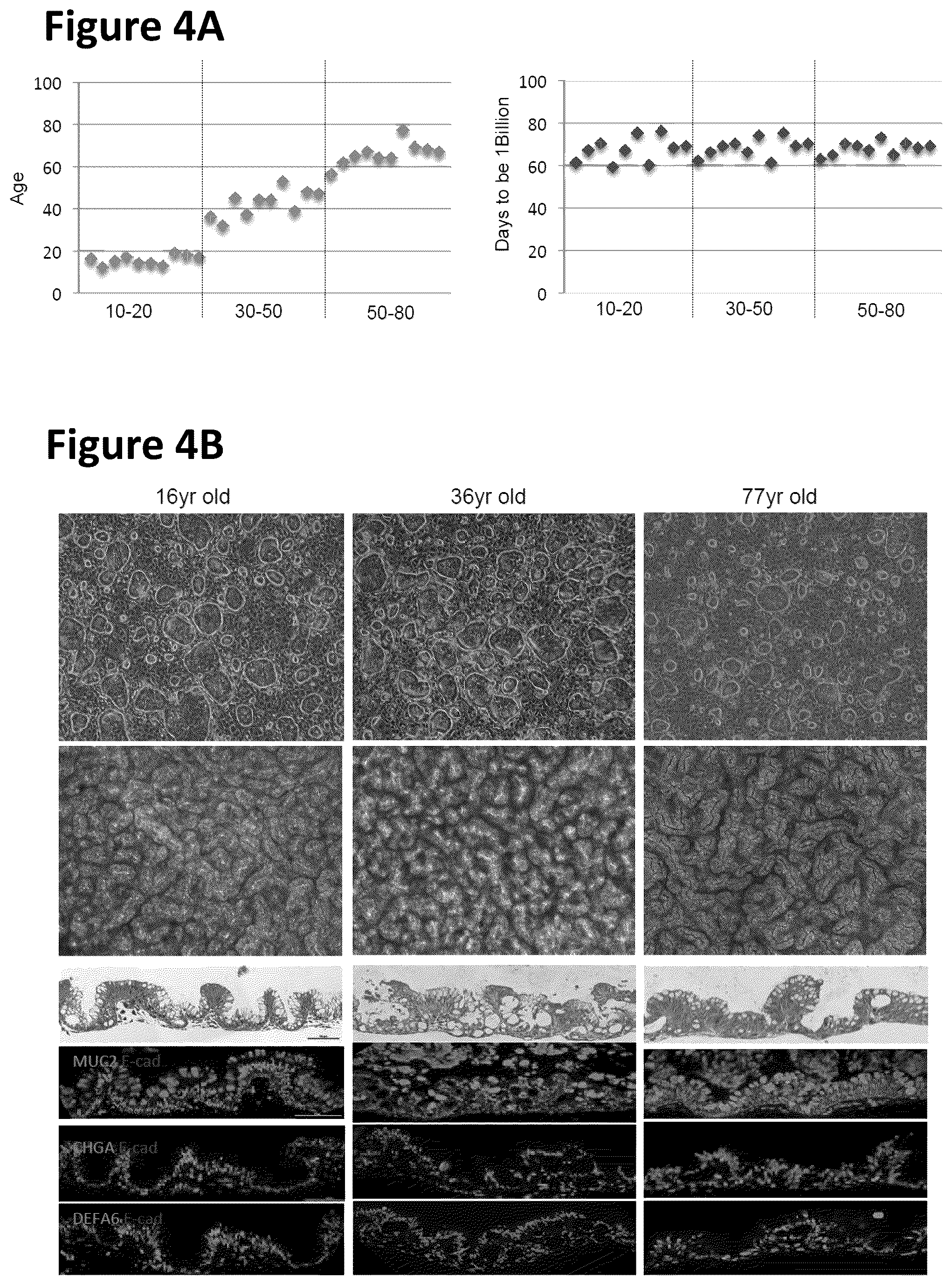 Patent US12351822 Figure 5 – Stem cell culture systems for columnar epithelial stem cells, and uses related thereto