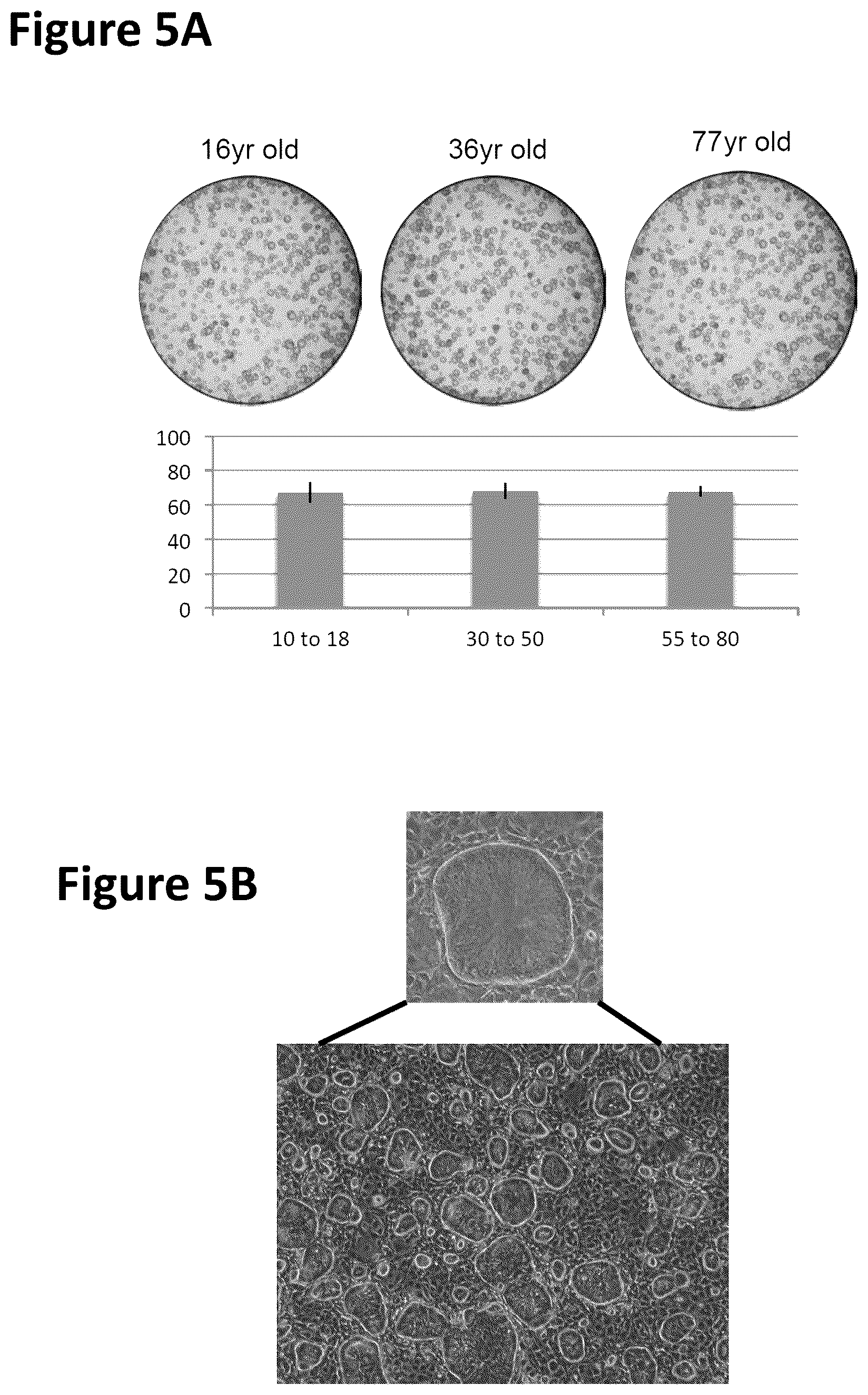Patent US12351822 Figure 6 – Stem cell culture systems for columnar epithelial stem cells, and uses related thereto
