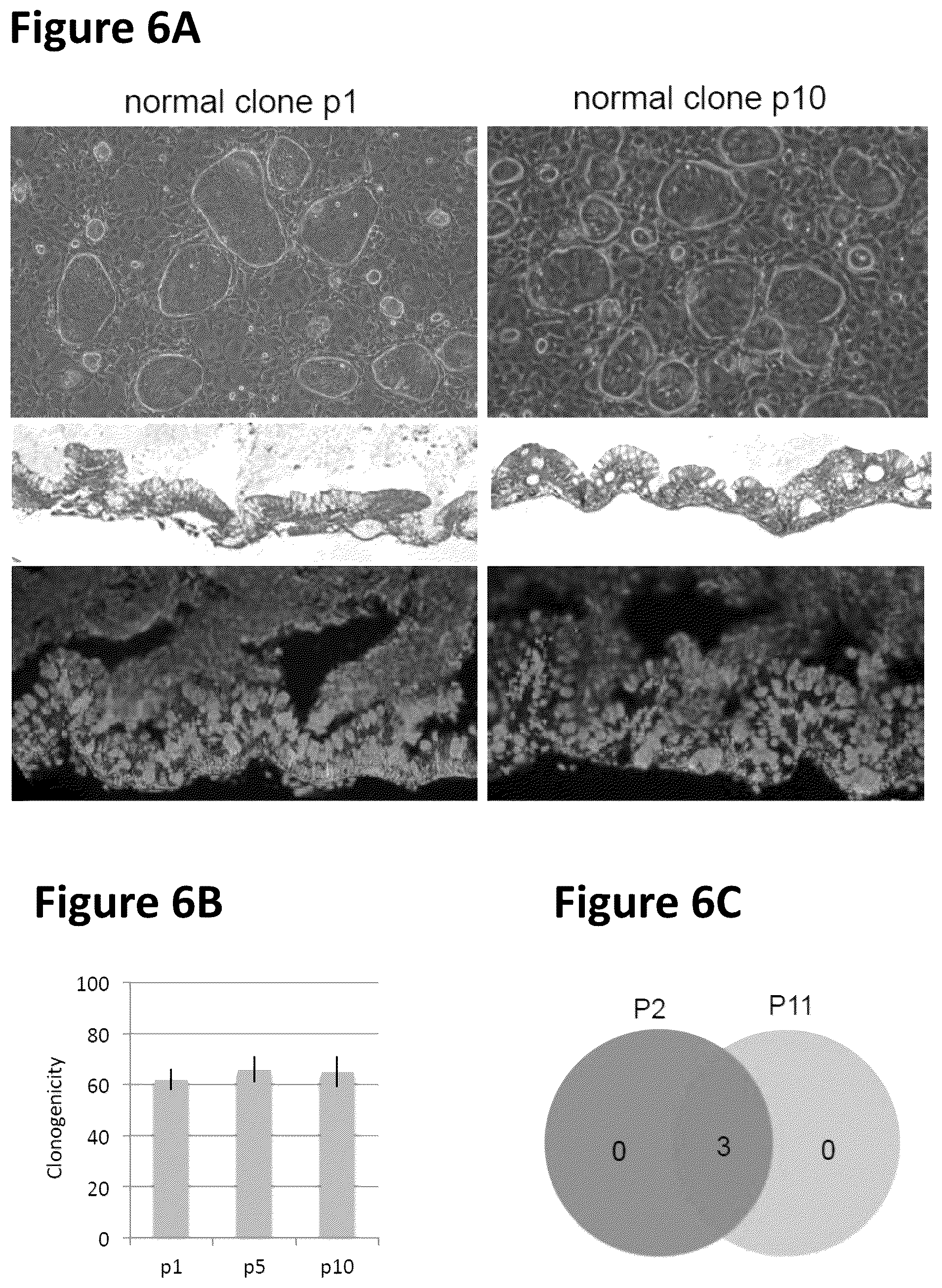 Patent US12351822 Figure 8 – Stem cell culture systems for columnar epithelial stem cells, and uses related thereto