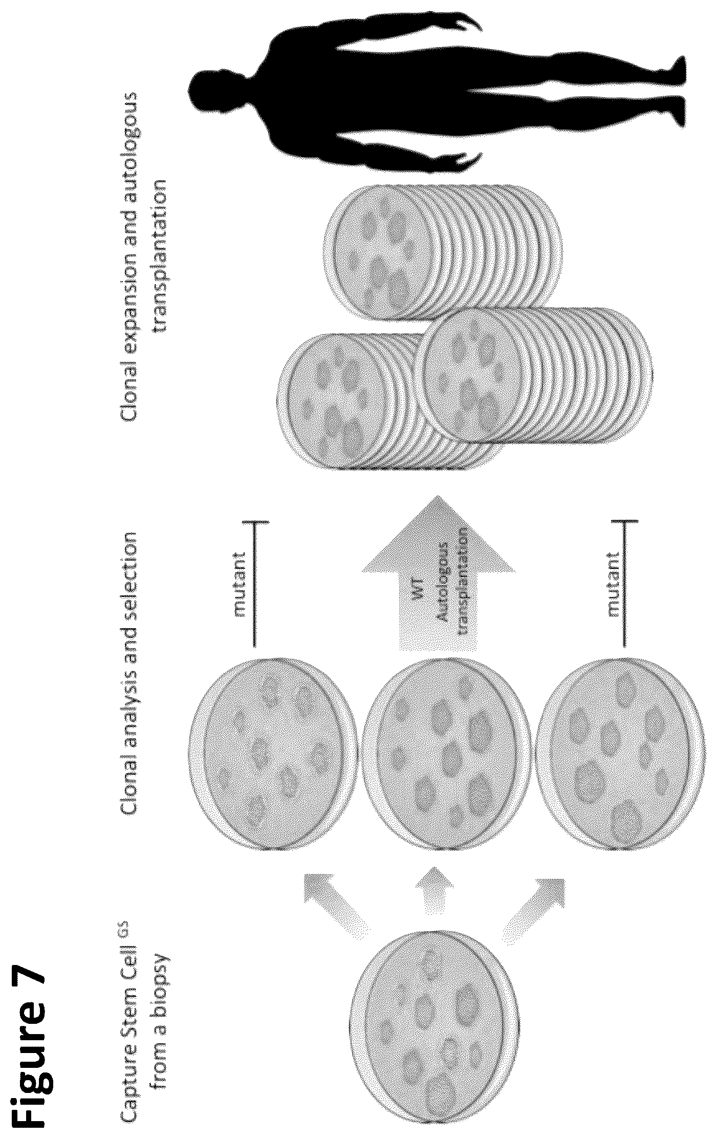 Patent US12351822 Figure 9 – Stem cell culture systems for columnar epithelial stem cells, and uses related thereto