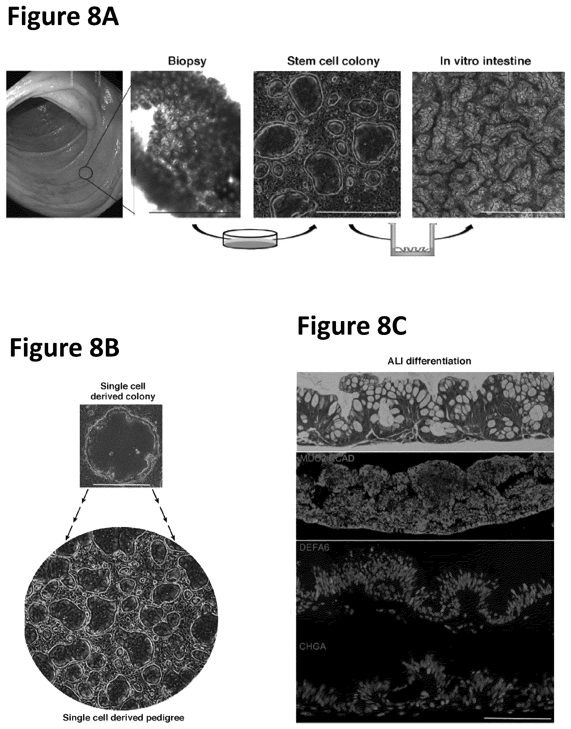 Patent US12351822 Figure 10 – Stem cell culture systems for columnar epithelial stem cells, and uses related thereto