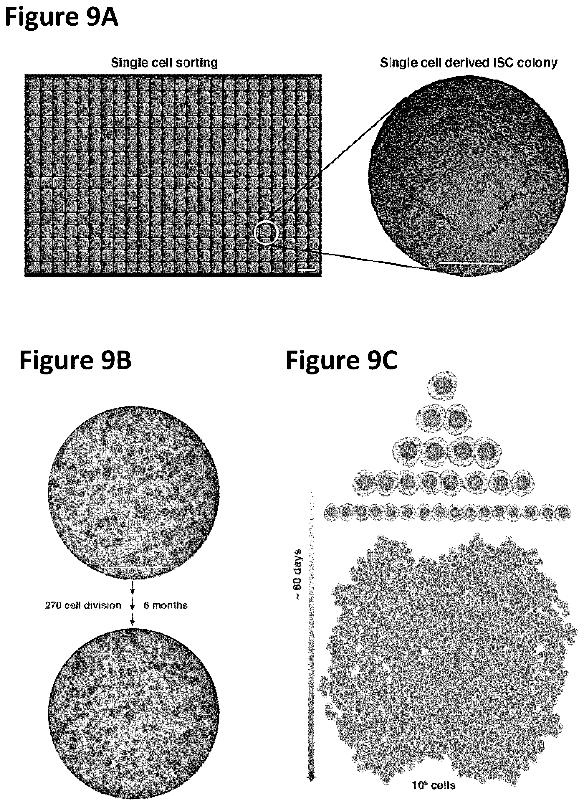 Patent US12351822 Figure 11 – Stem cell culture systems for columnar epithelial stem cells, and uses related thereto