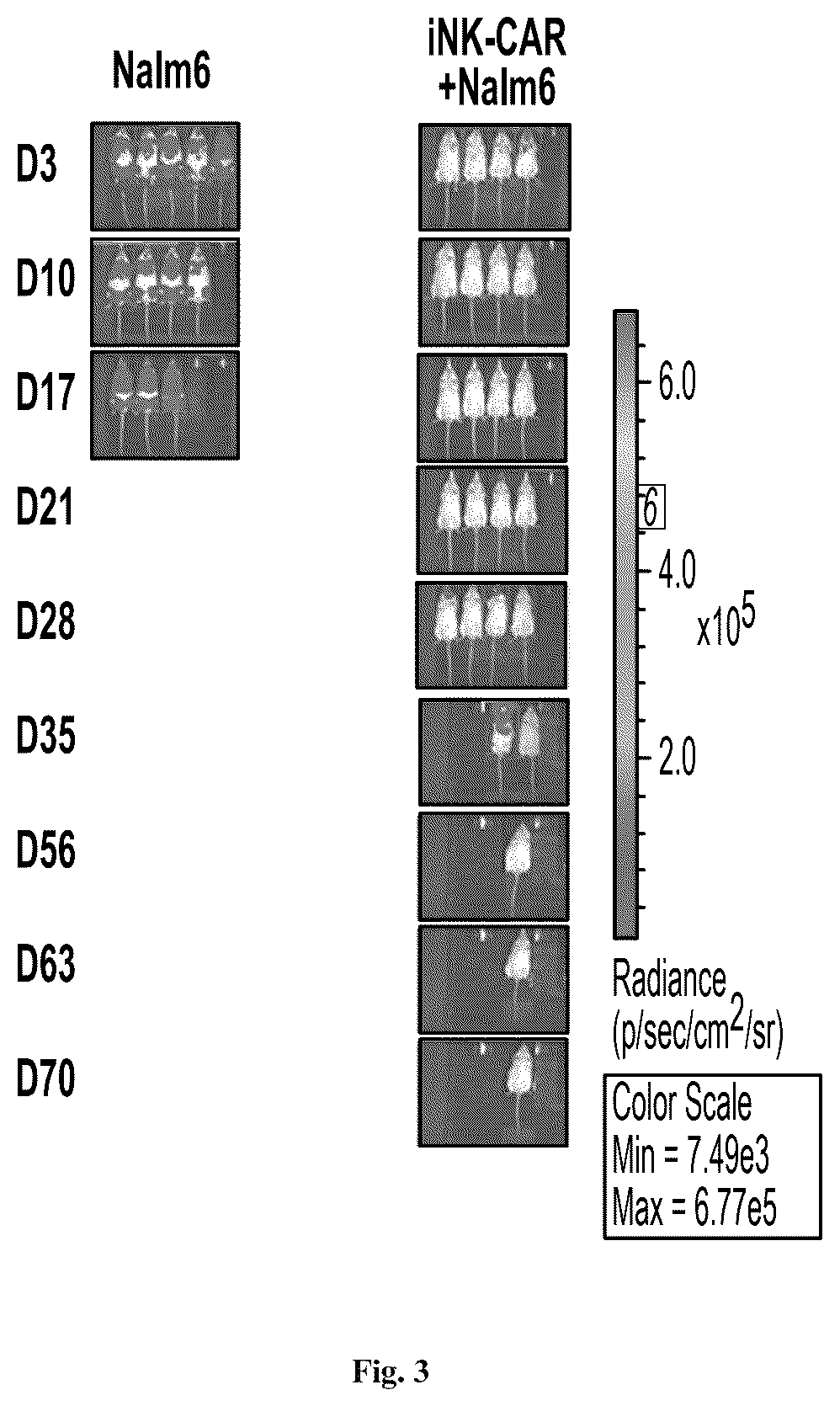 Patent US12351824 Figure 3 – Method for producing natural killer cells from pluripotent stem cells