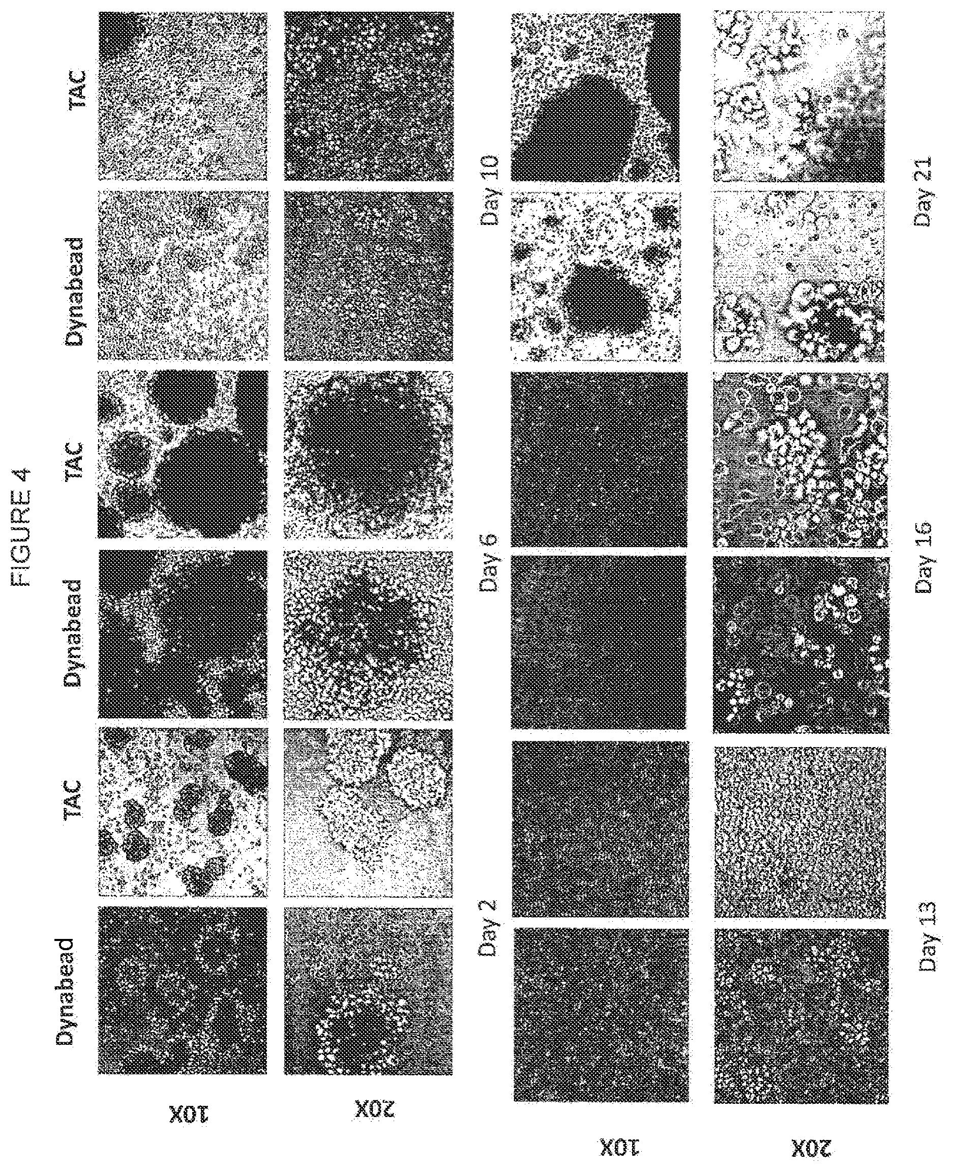 Patent US12351825 Figure 4 – Soluble antibody complexes for T cell or NK cell activation and expansion