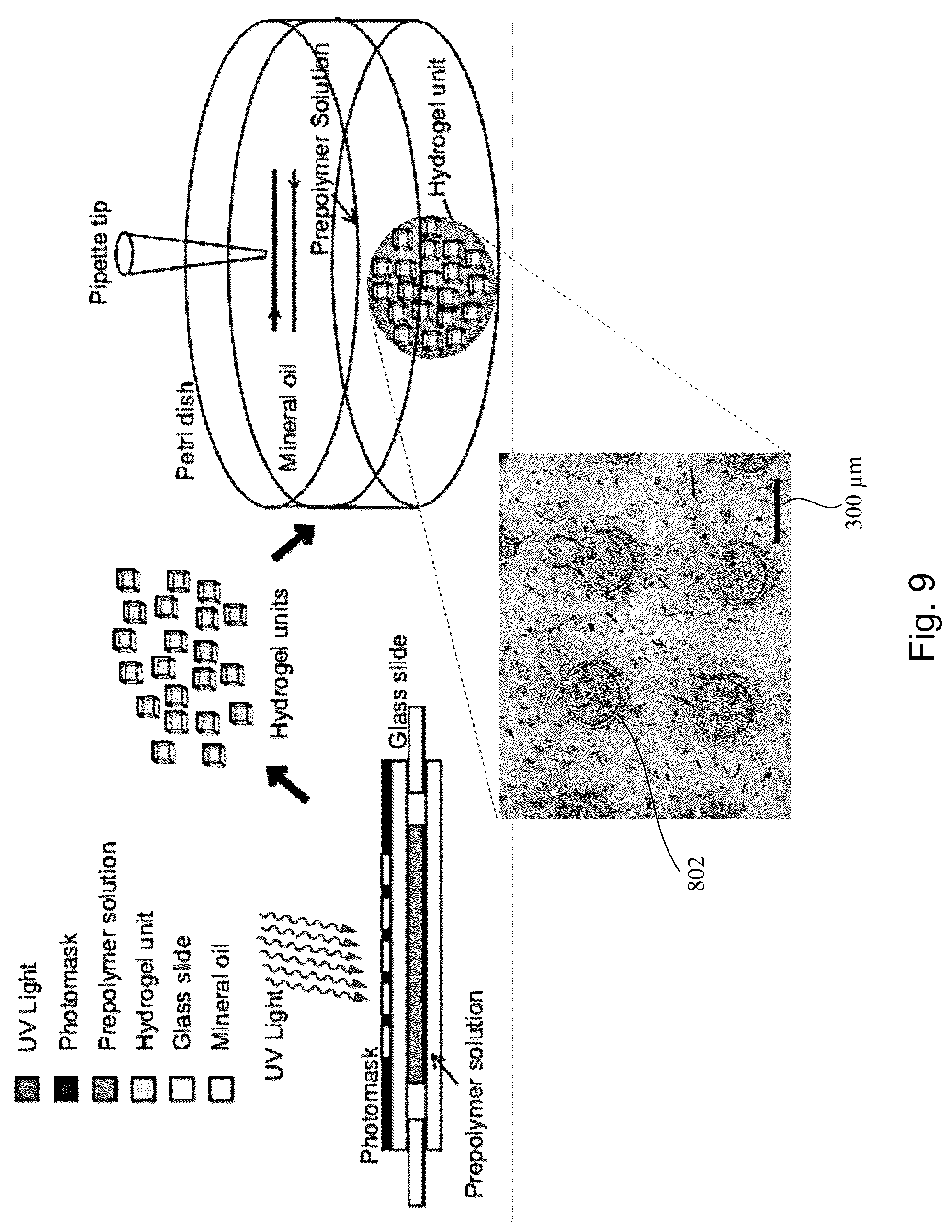 Patent US12351827 Figure 9 – Systems and methods fabricating a microchannel vascular network device and seeding a microchannel