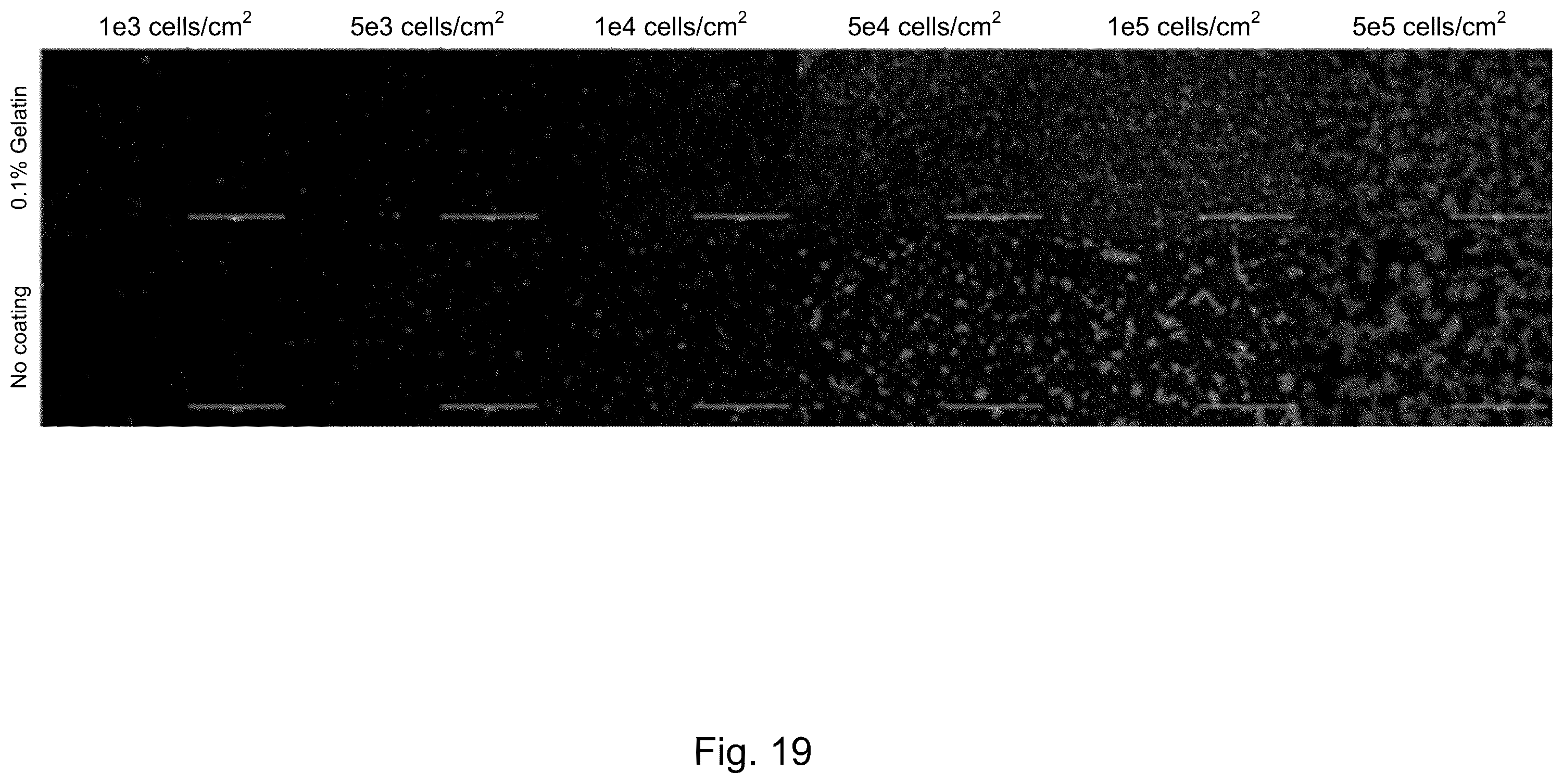 Patent US12351827 Figure 19 – Systems and methods fabricating a microchannel vascular network device and seeding a microchannel