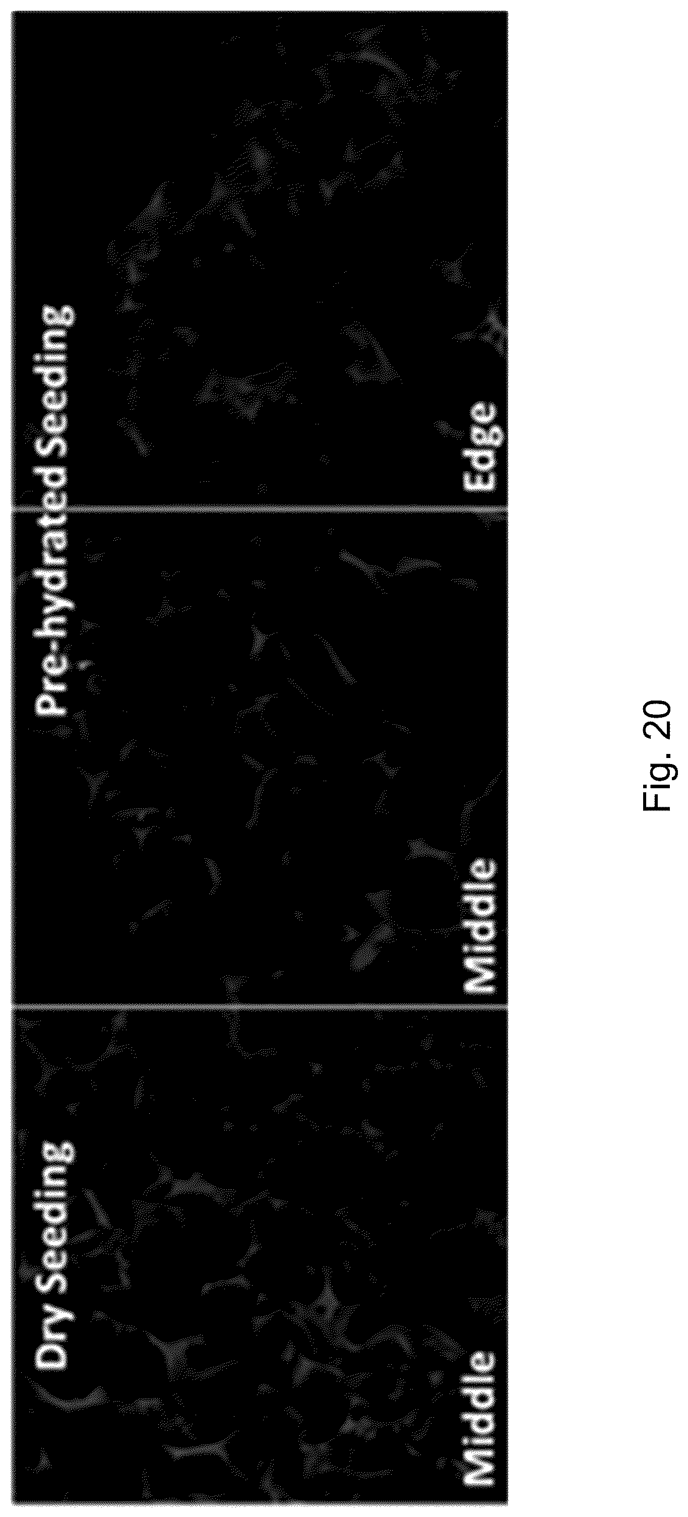 Patent US12351827 Figure 20 – Systems and methods fabricating a microchannel vascular network device and seeding a microchannel