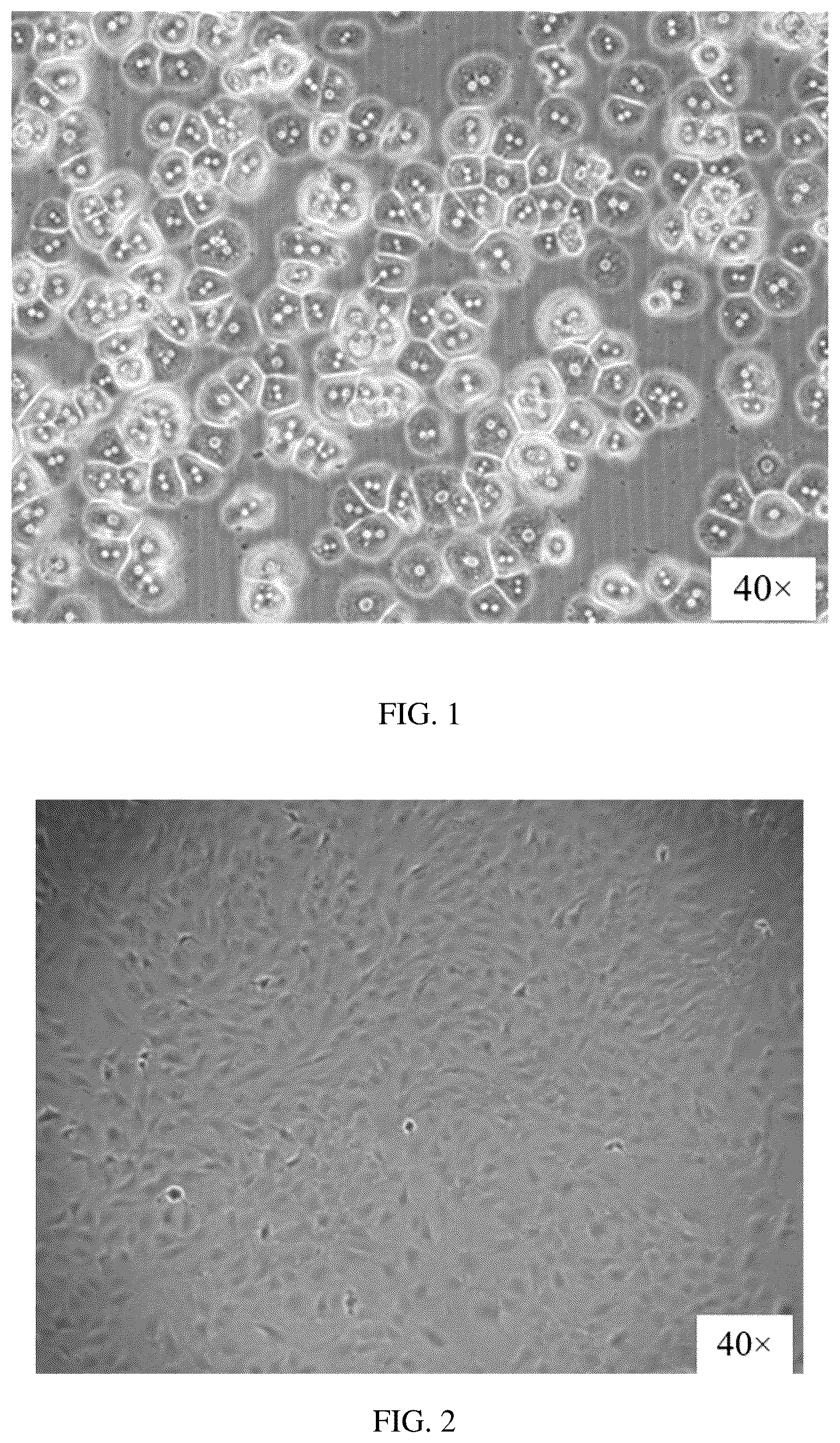 Patent US12351828 Figure 1 – Method for constructing hepatic progenitor cell-like cell bank, cell lines prepared therefrom and application thereof