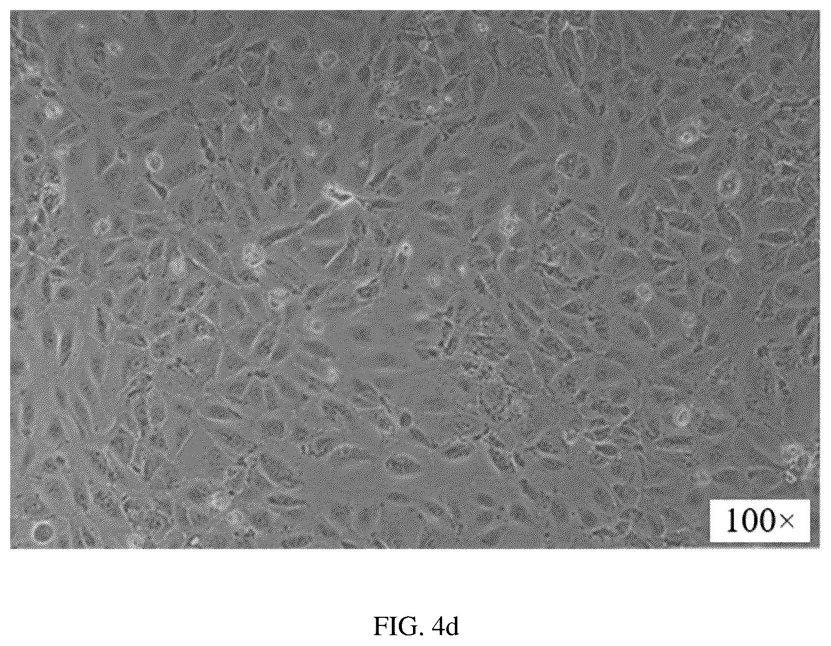 Patent US12351828 Figure 4 – Method for constructing hepatic progenitor cell-like cell bank, cell lines prepared therefrom and application thereof