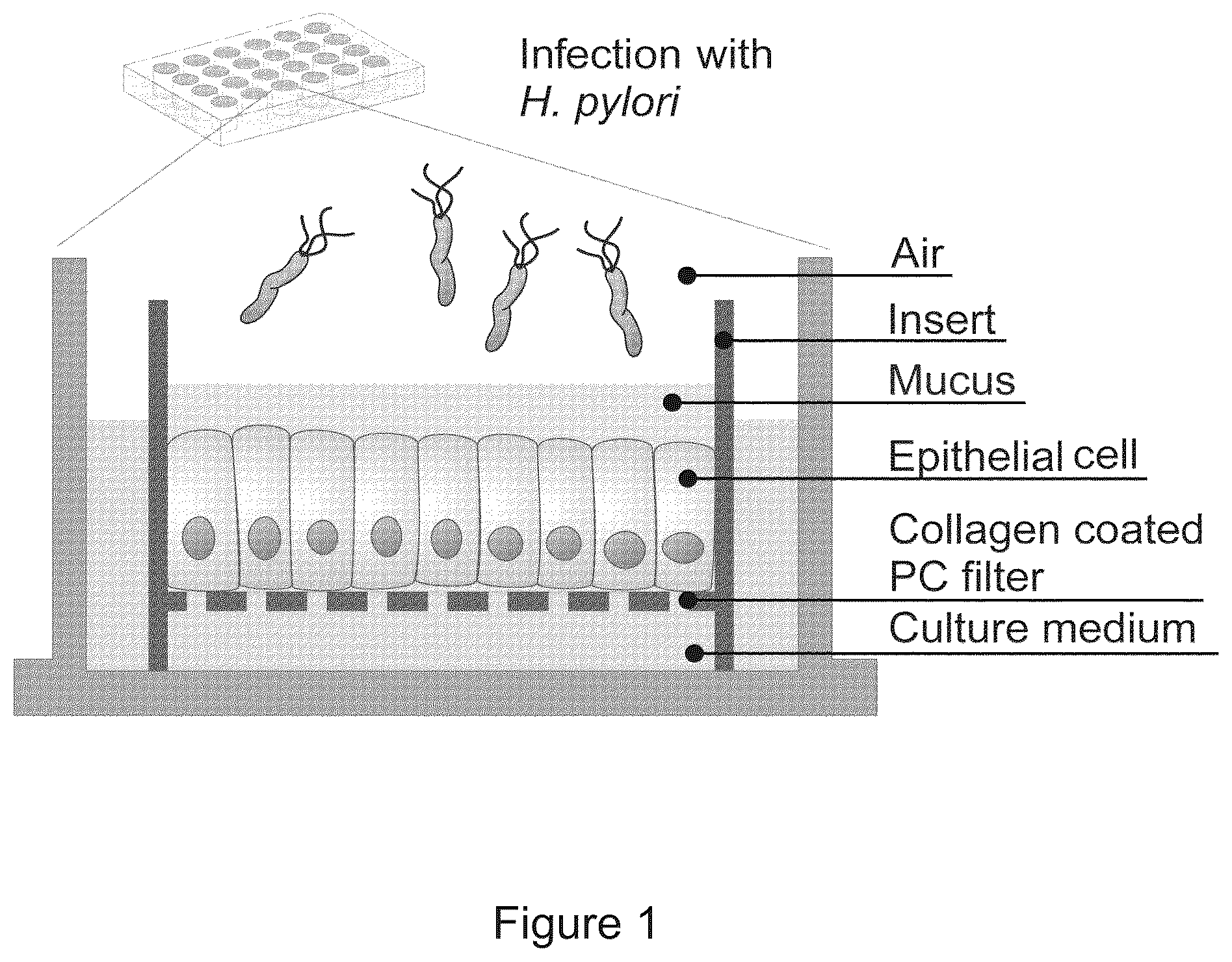 Patent US12351829 — Generation, proliferation and expansion of epithelial cells from primary tissue into mucosoid cultures — Figure 1