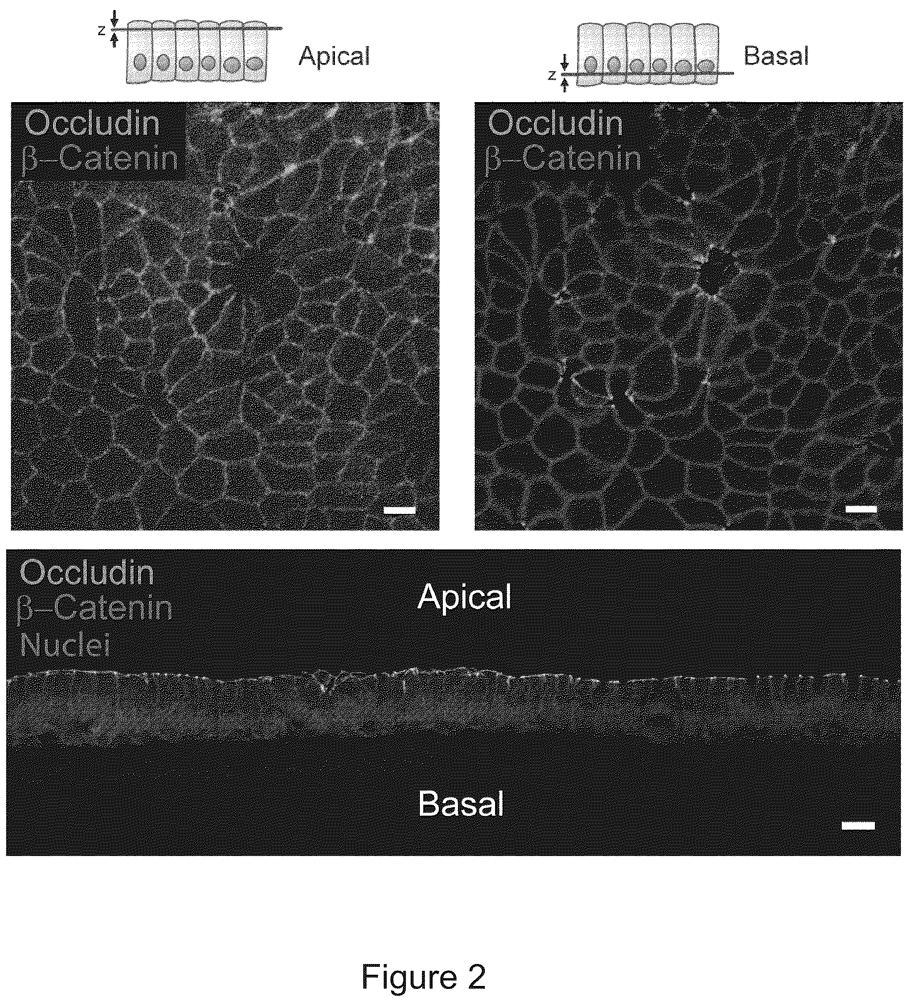 Patent US12351829 Figure 2 – Generation, proliferation and expansion of epithelial cells from primary tissue into mucosoid cultures
