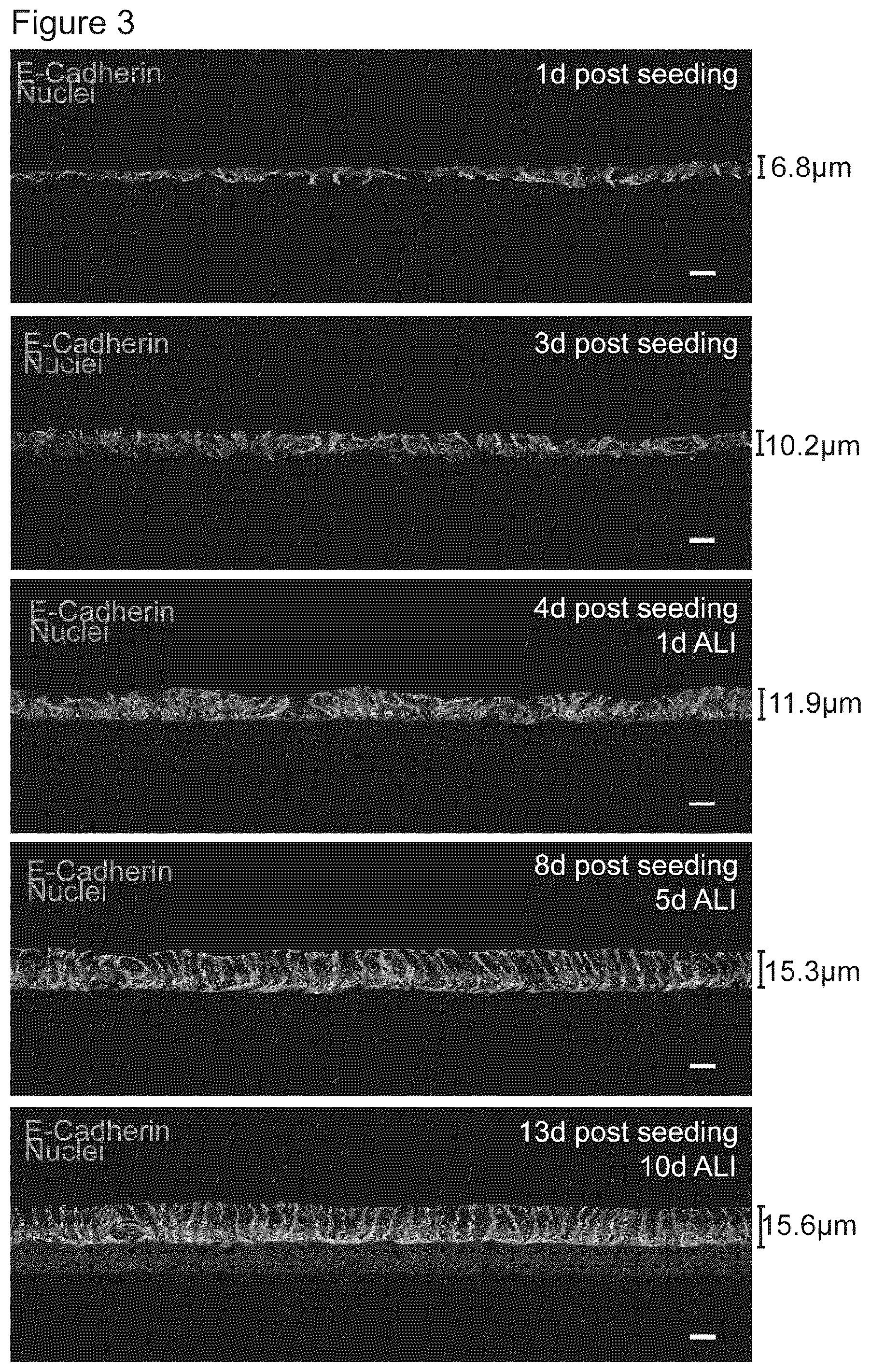 Patent US12351829 Figure 3 – Generation, proliferation and expansion of epithelial cells from primary tissue into mucosoid cultures