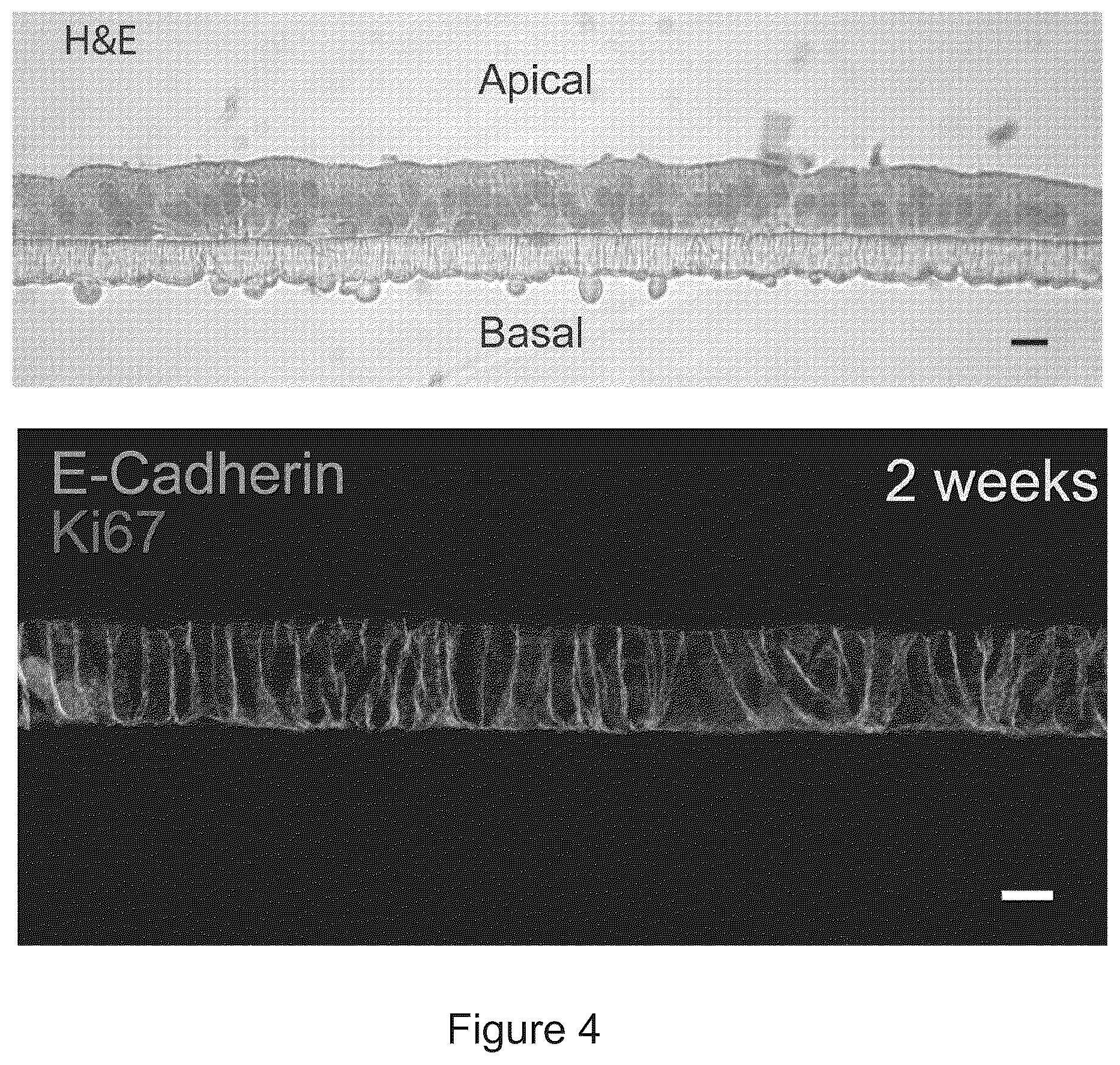 Patent US12351829 Figure 4 – Generation, proliferation and expansion of epithelial cells from primary tissue into mucosoid cultures