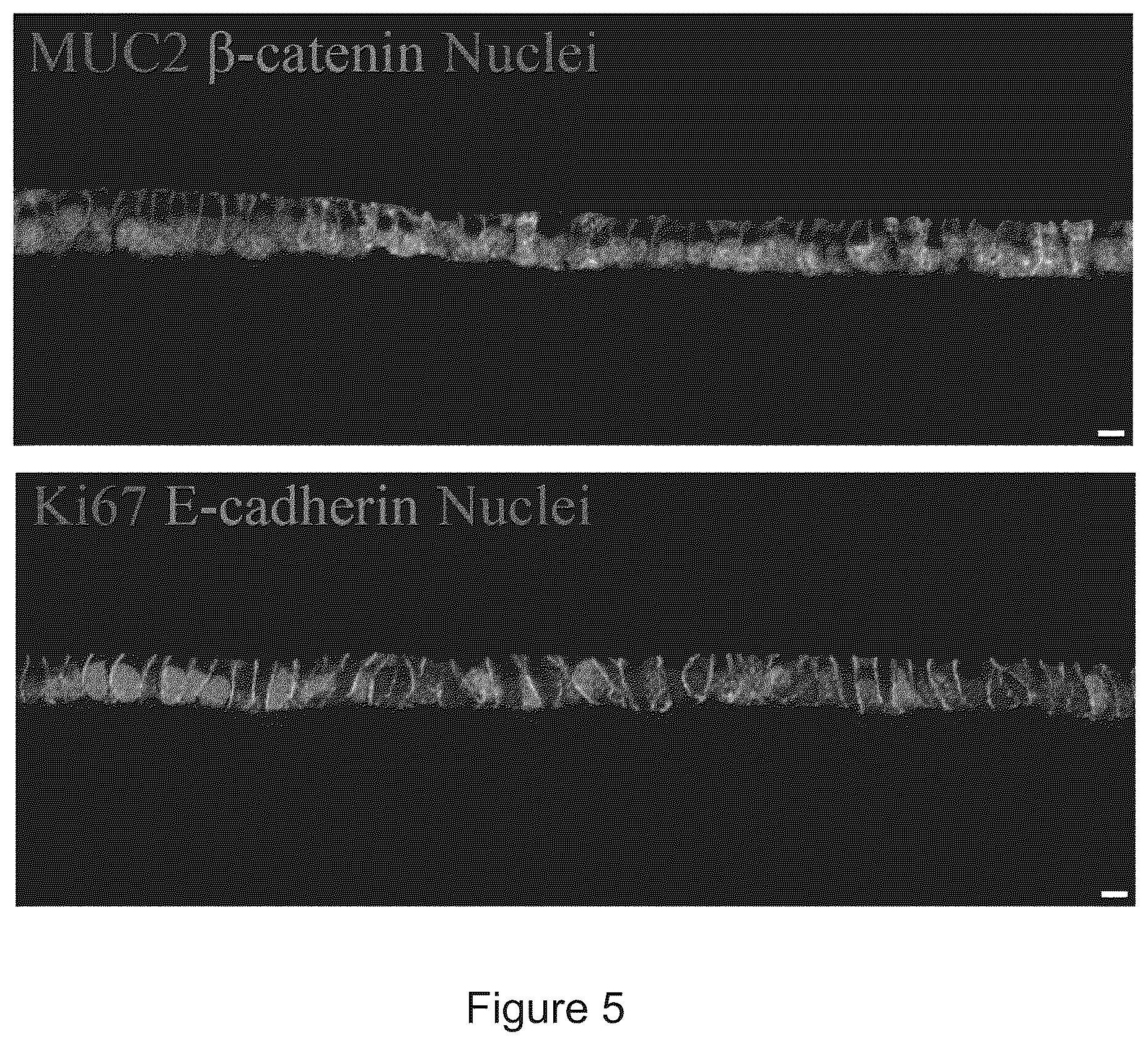Patent US12351829 Figure 5 – Generation, proliferation and expansion of epithelial cells from primary tissue into mucosoid cultures