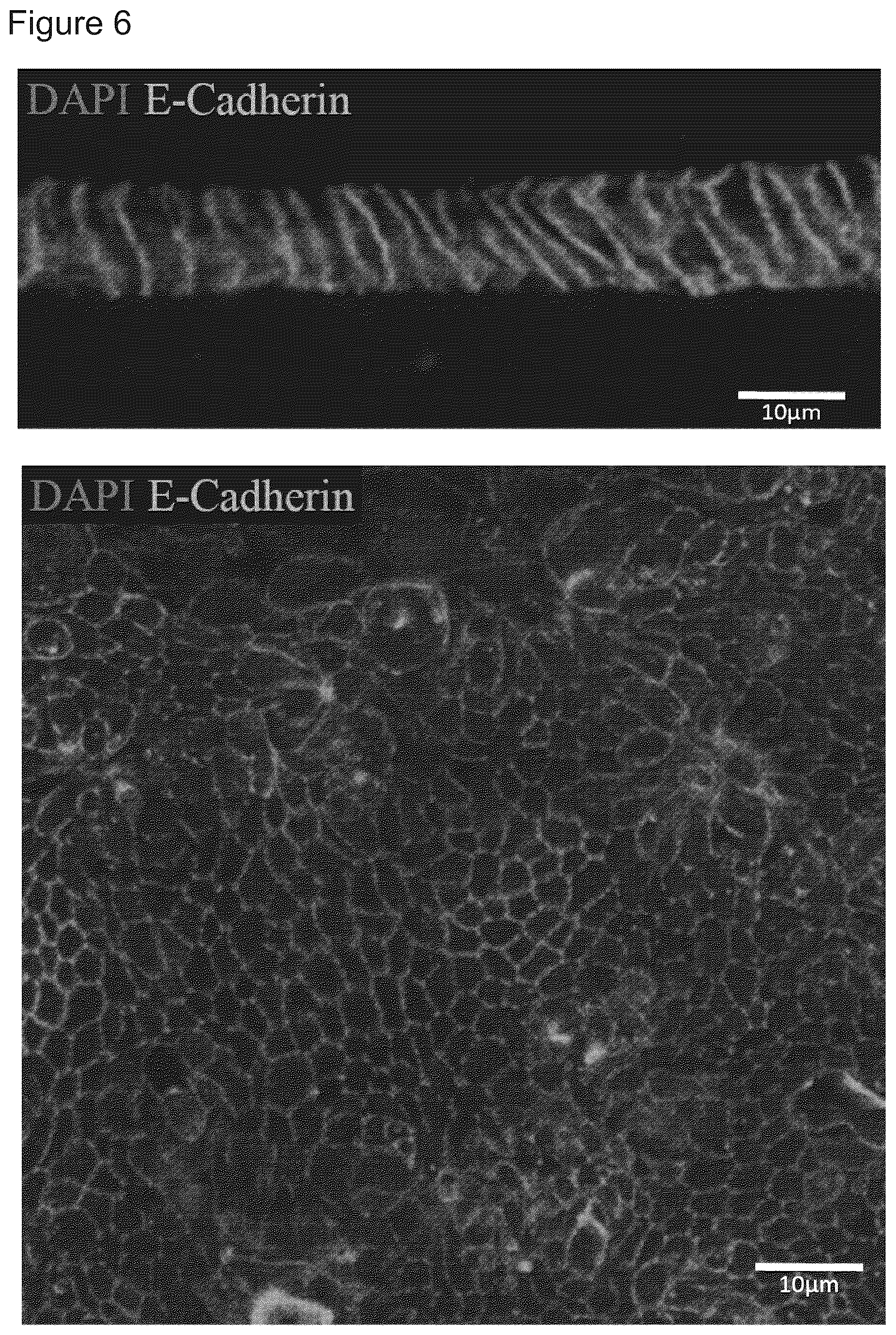Patent US12351829 Figure 6 – Generation, proliferation and expansion of epithelial cells from primary tissue into mucosoid cultures